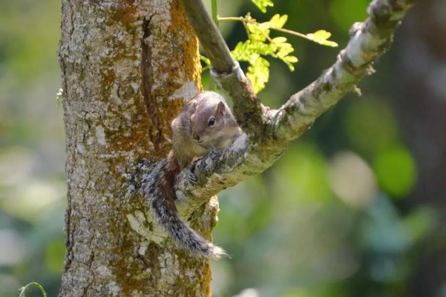 Spice Villa Thekkady