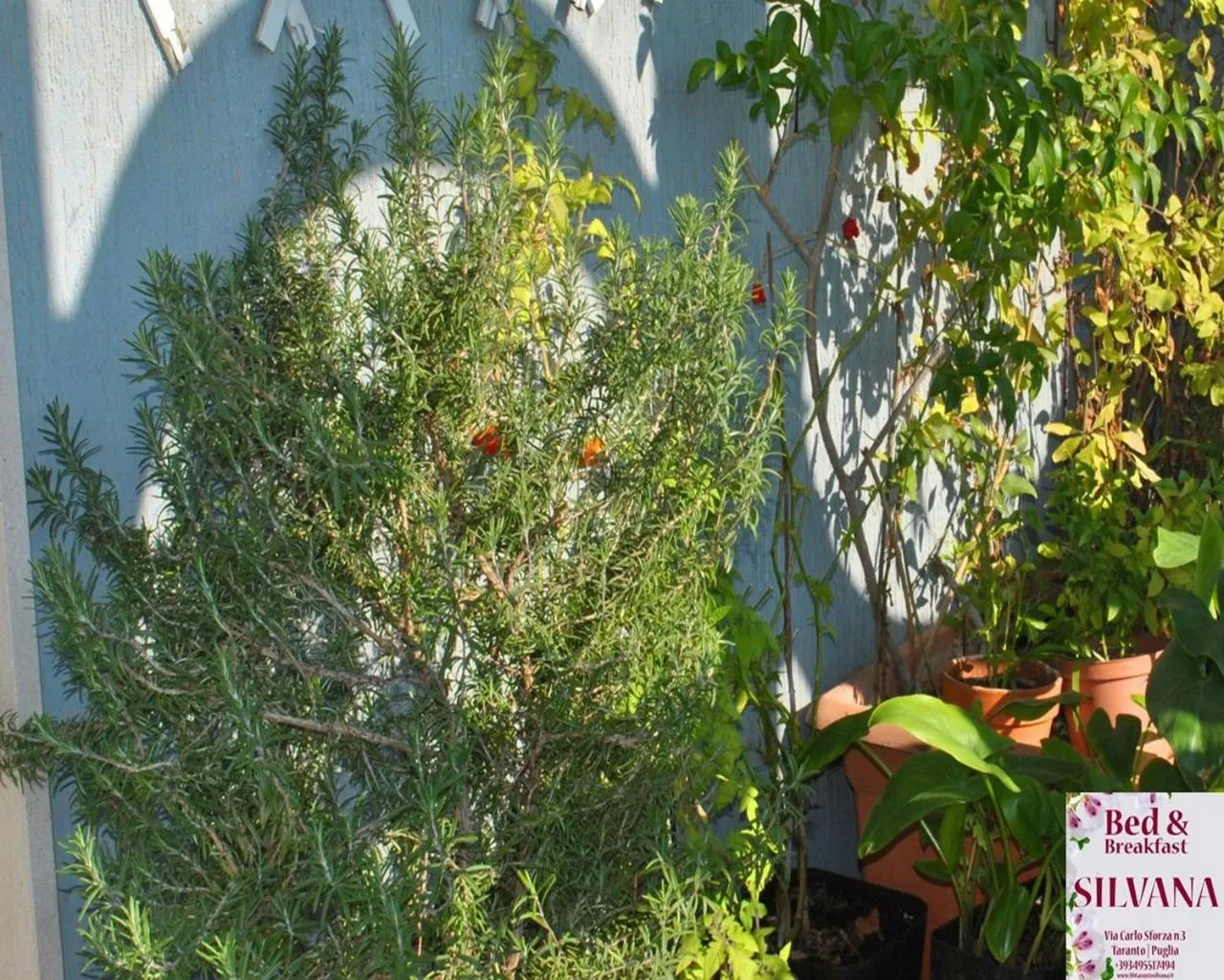 Property building in Bed and Breakfast Silvana