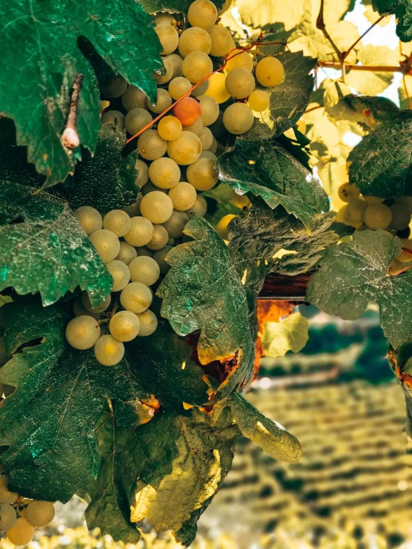 Quinta da Pousada Casa de Campo