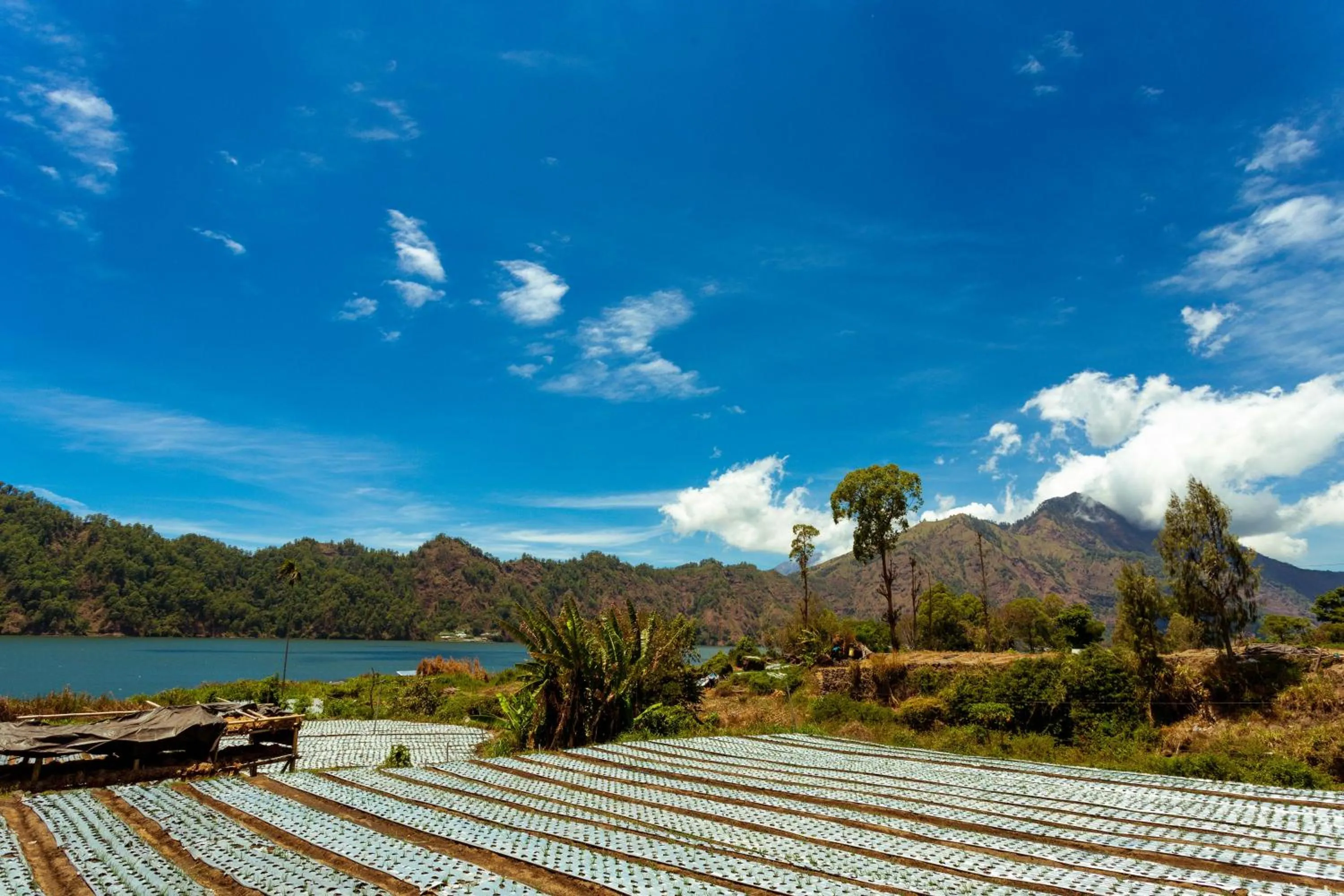 Natural landscape in Villa Jempana Kintamani