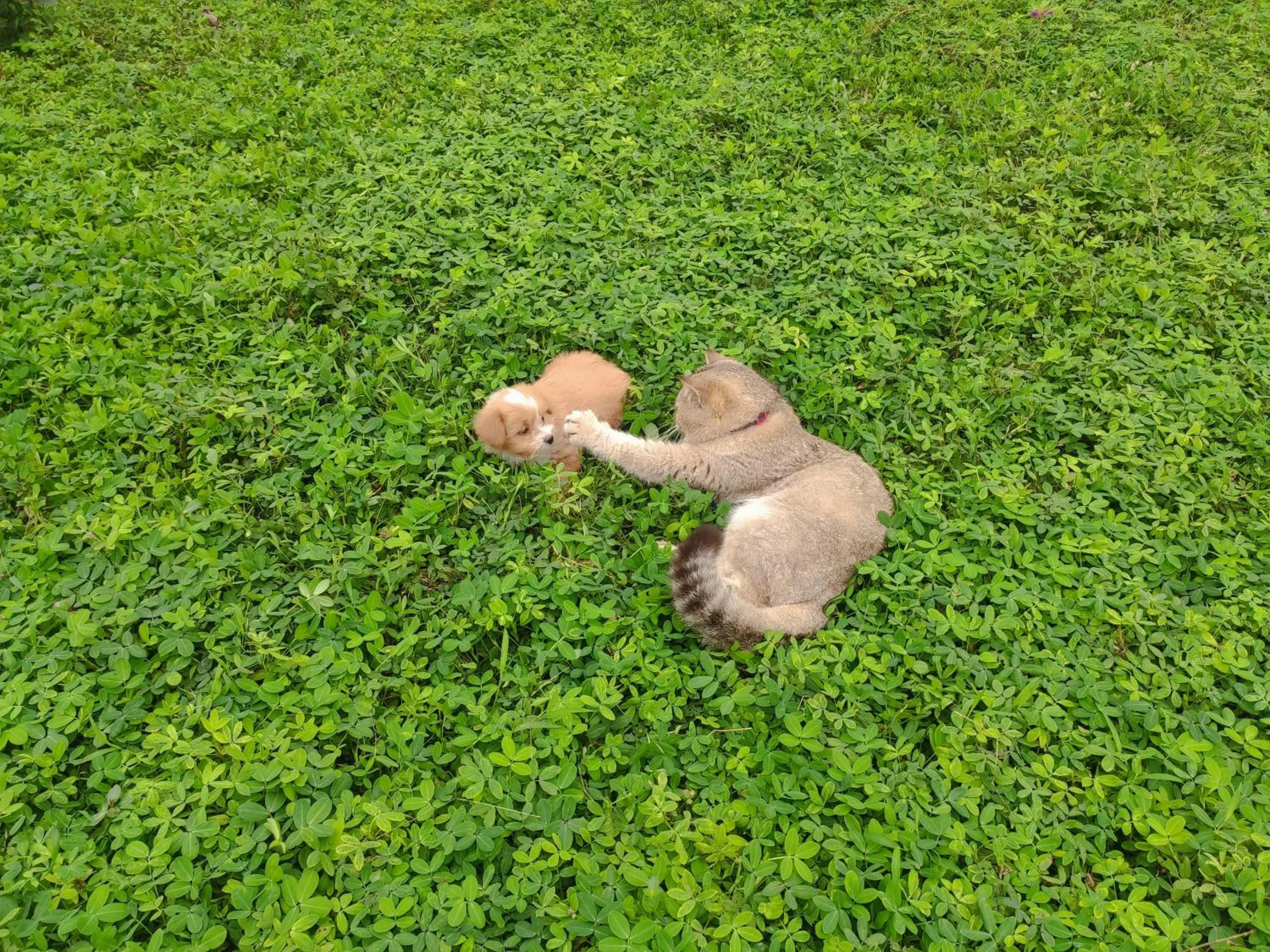 Pets in Tuyet's Homestay
