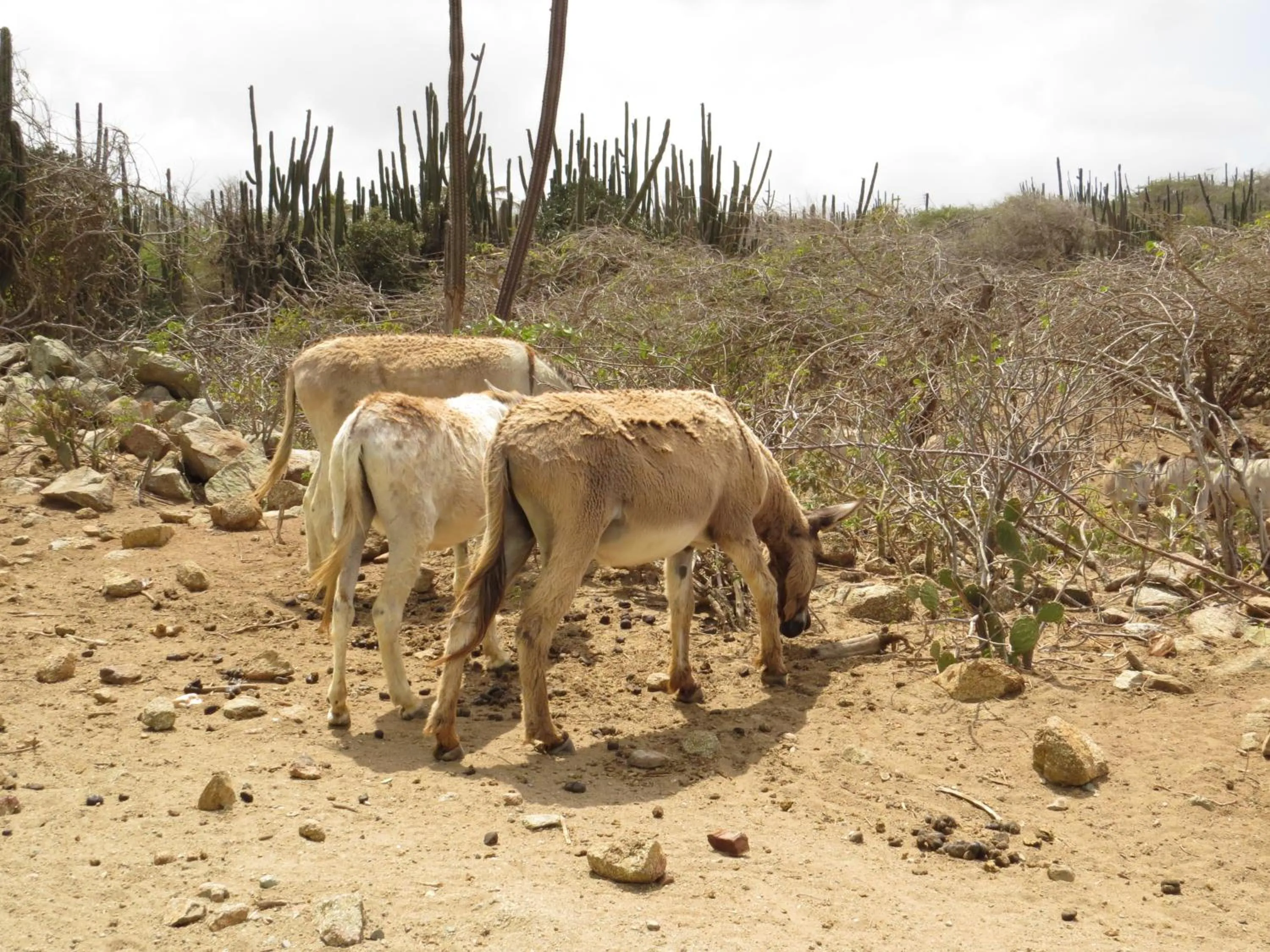 Natural landscape in Karibu Aruba Boutique Hotel