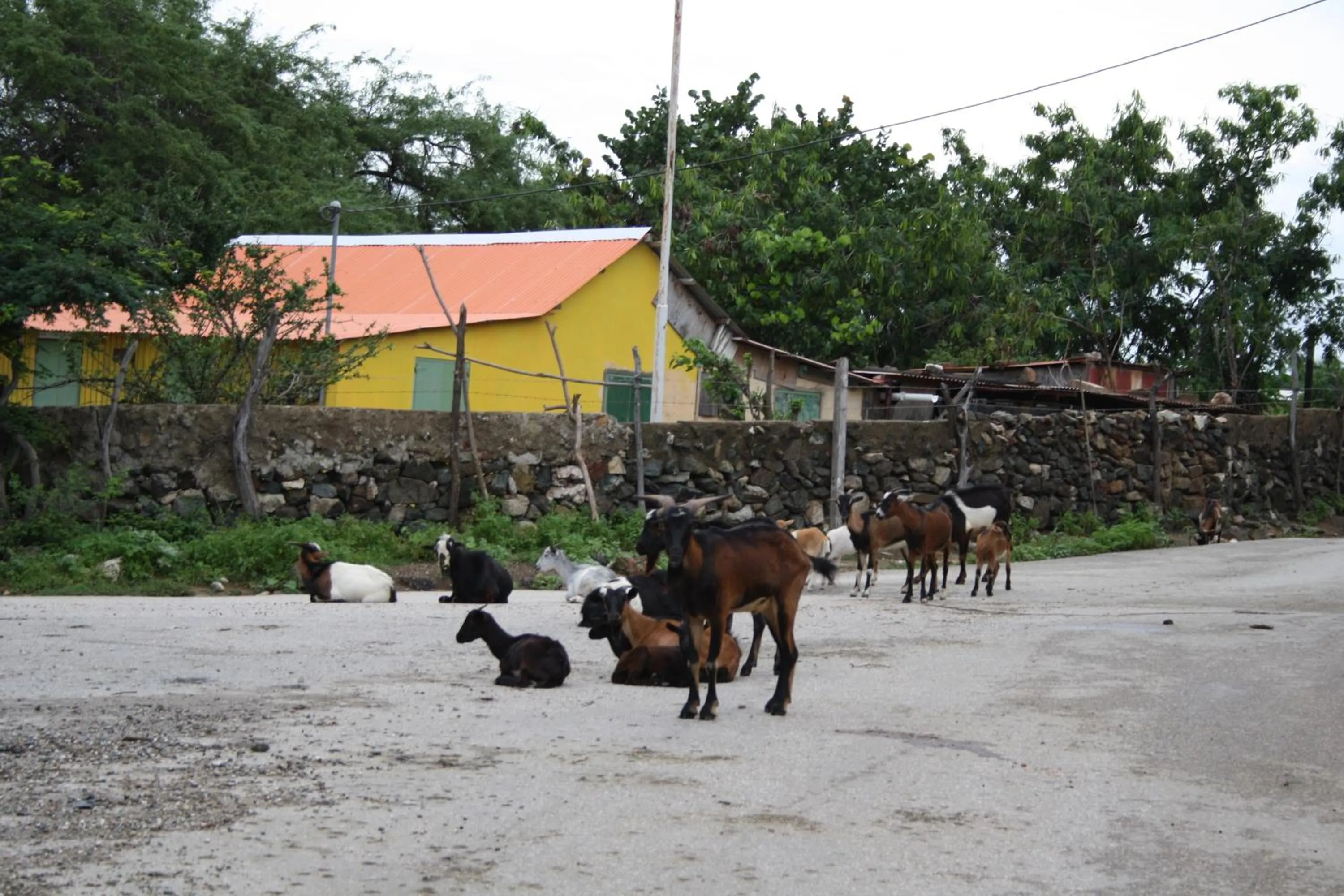 Animals in Karibu Aruba Boutique Hotel