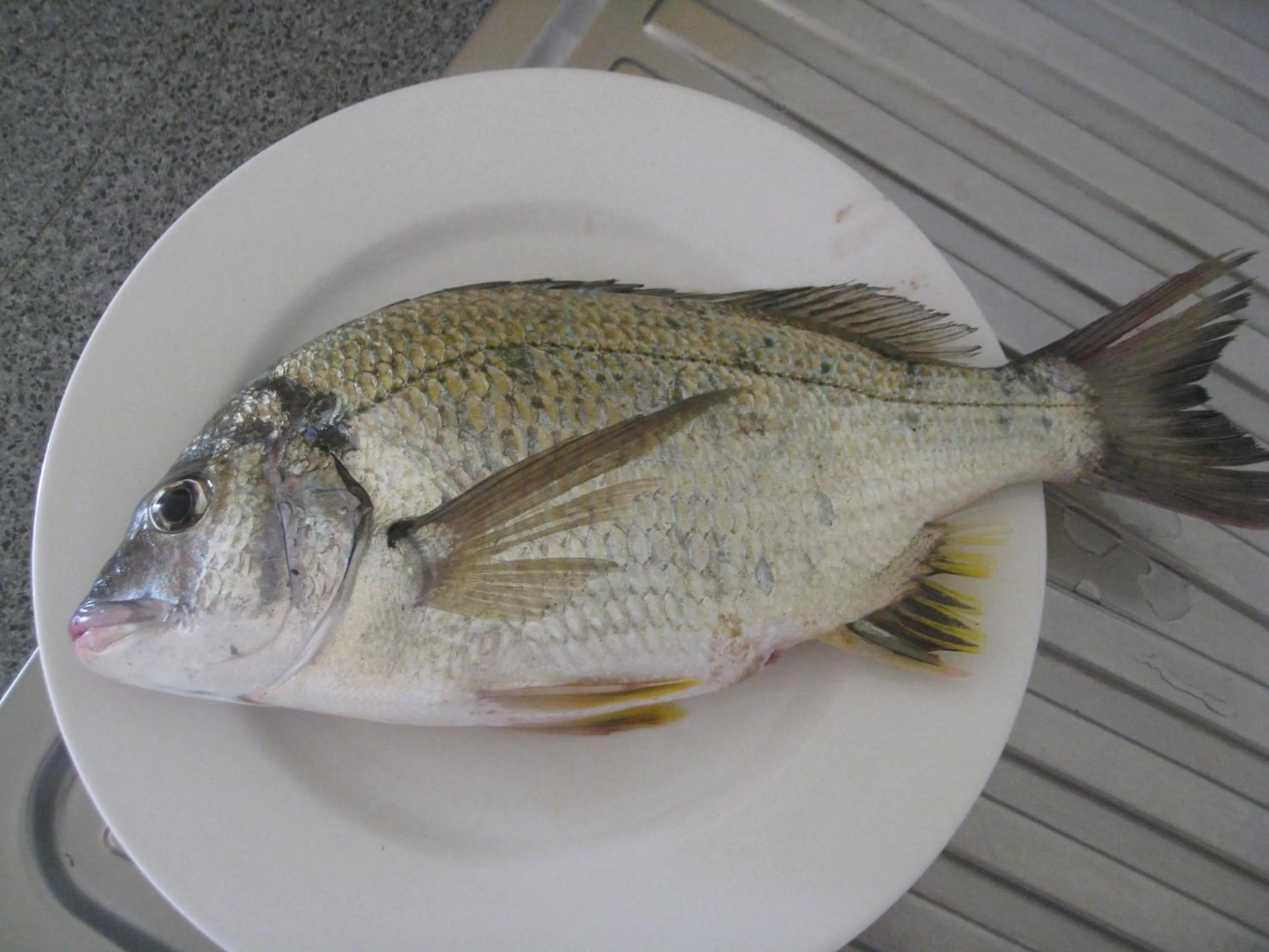 Fishing in Trafalgar Towers