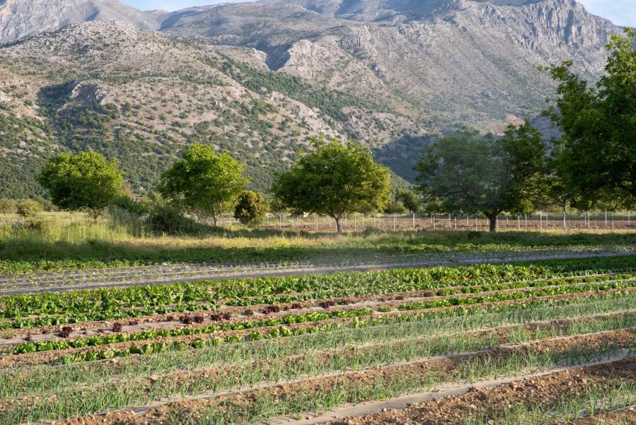 Spring in Vasilikata