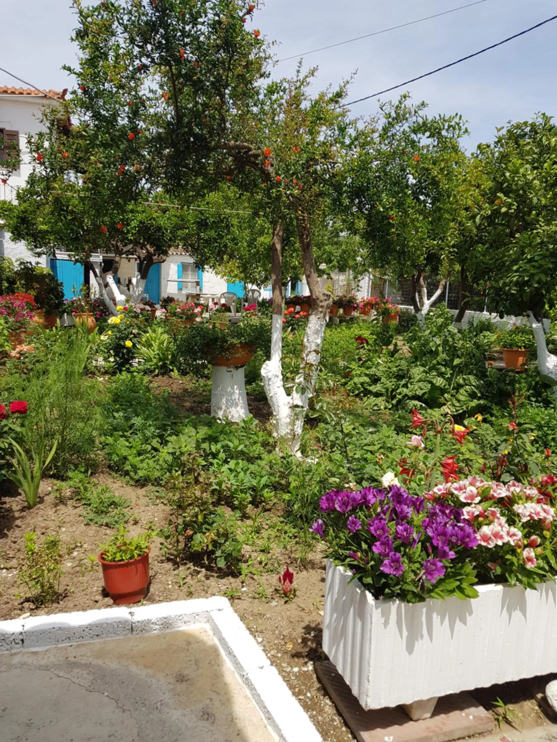 Garden view in Asimina's House