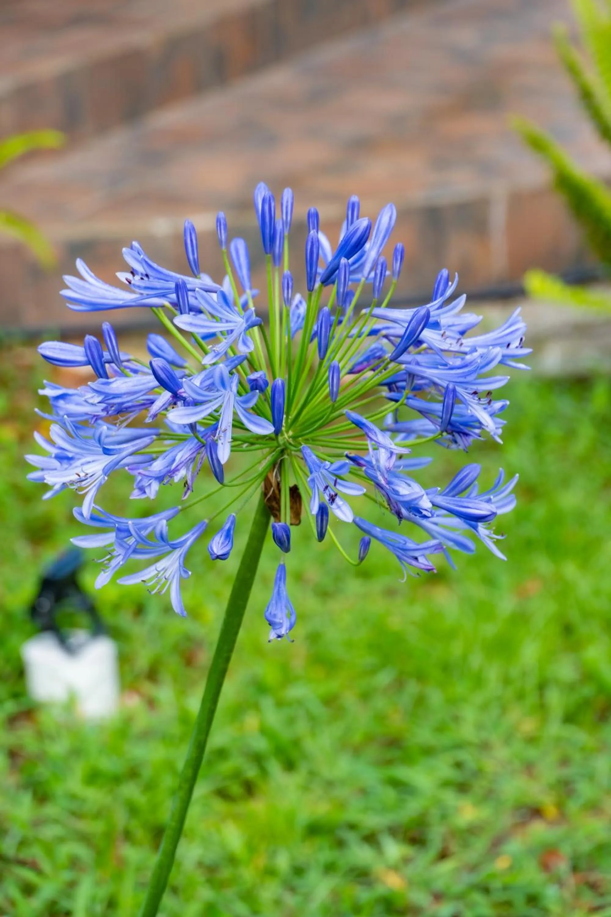 Garden in Hotel Huella Lenca