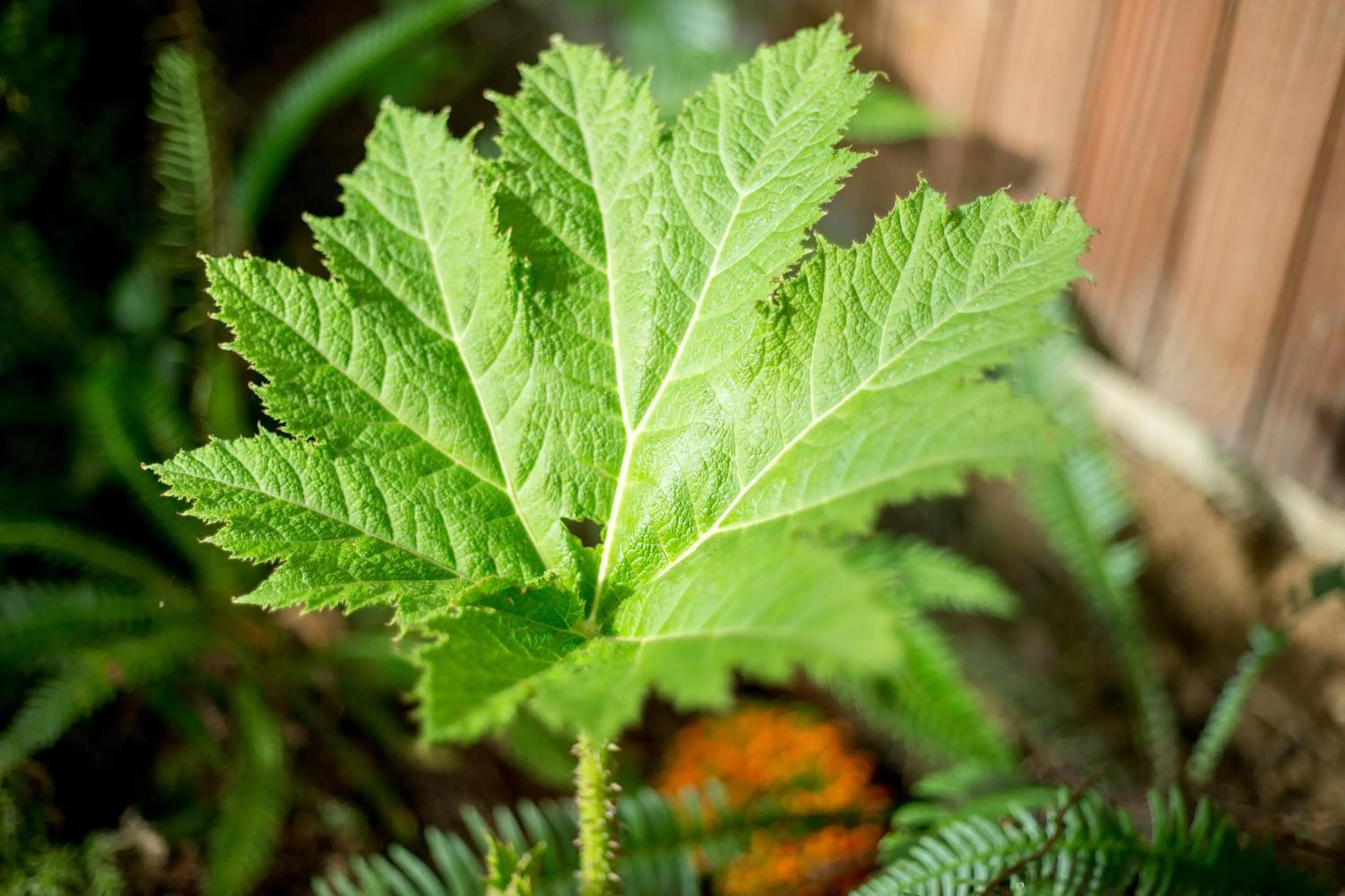 Garden in MAISON KERVARREC - Rennes - Saint-Grégoire