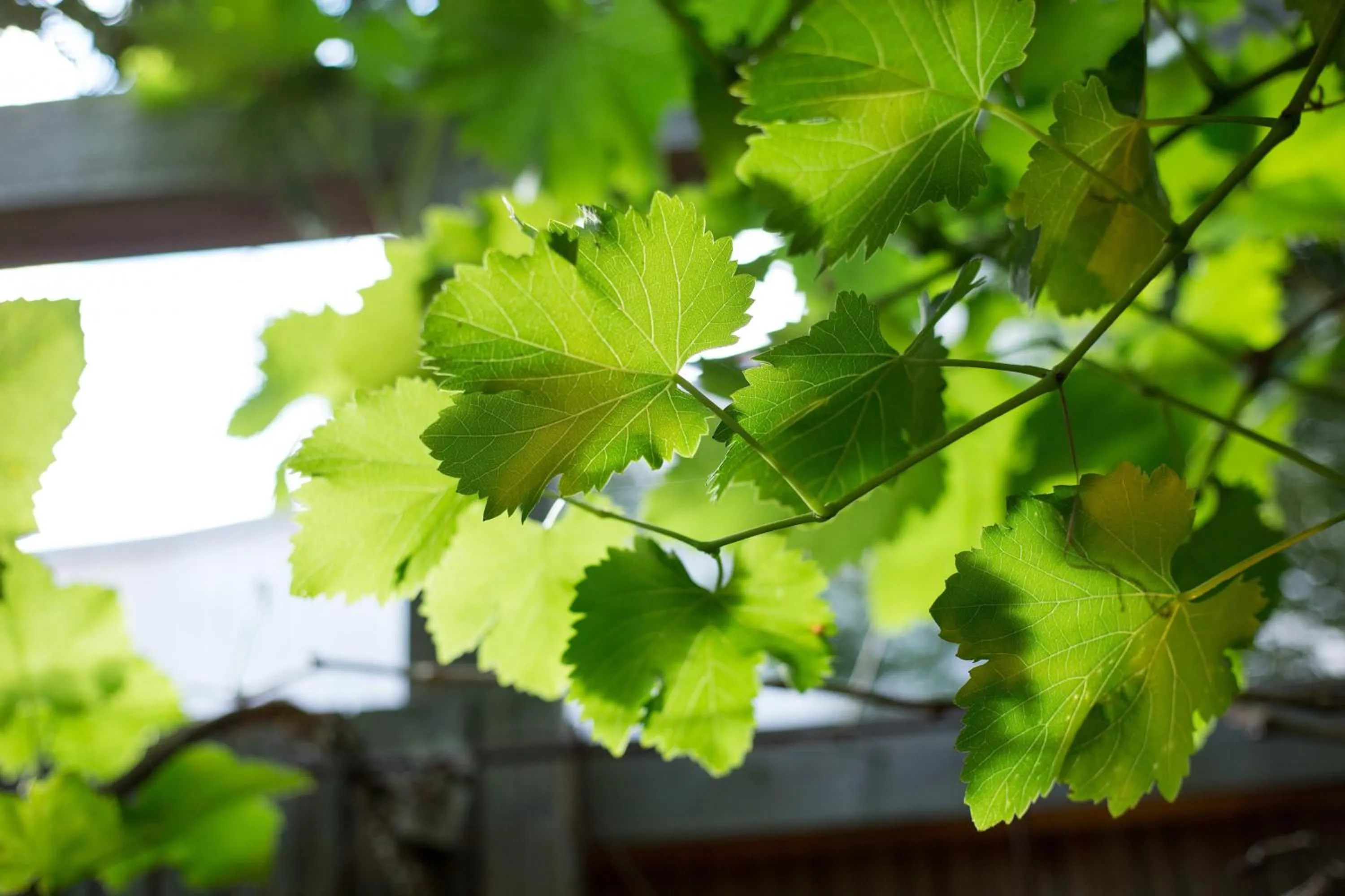 Garden in MAISON KERVARREC - Rennes - Saint-Grégoire