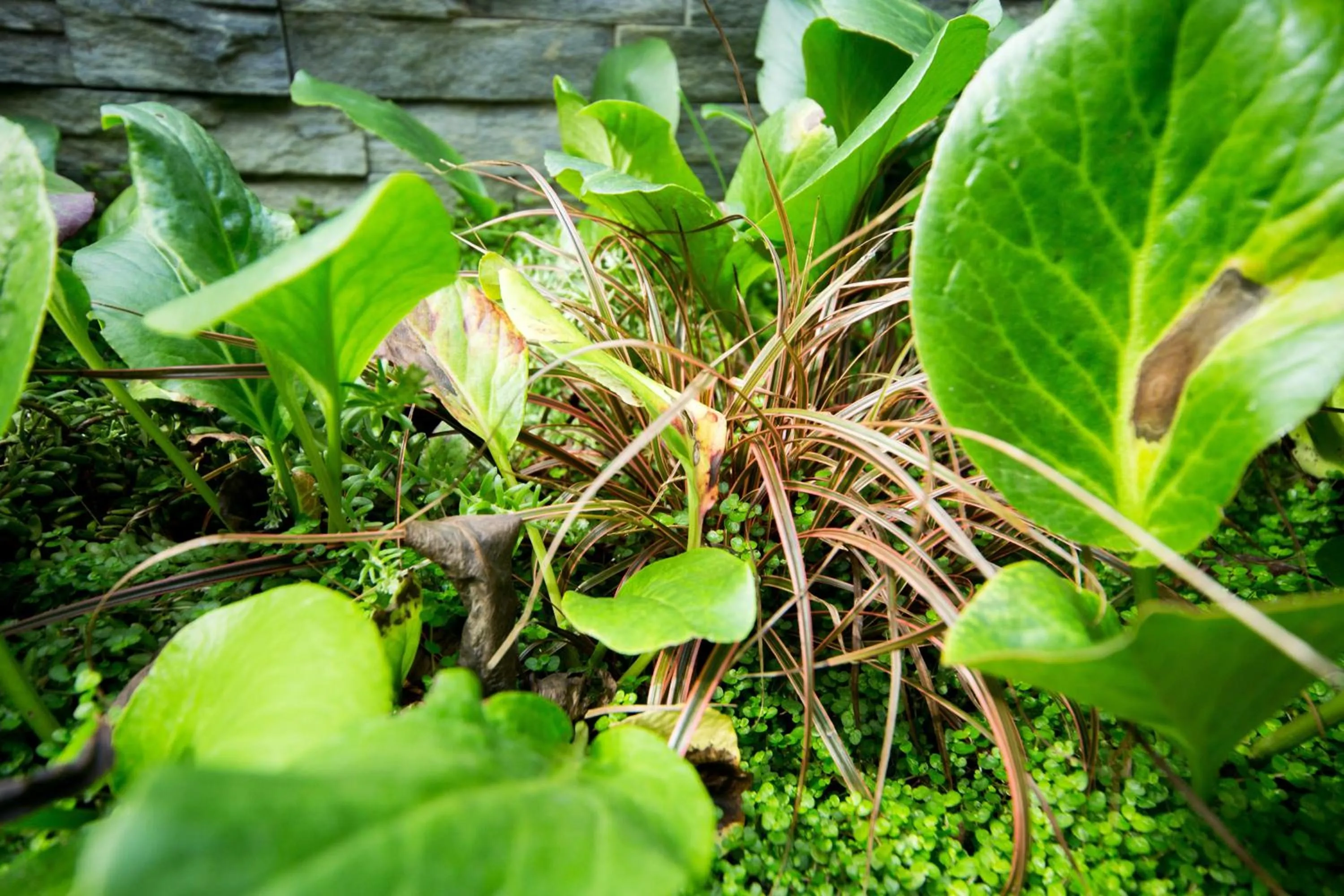 Garden in MAISON KERVARREC - Rennes - Saint-Grégoire