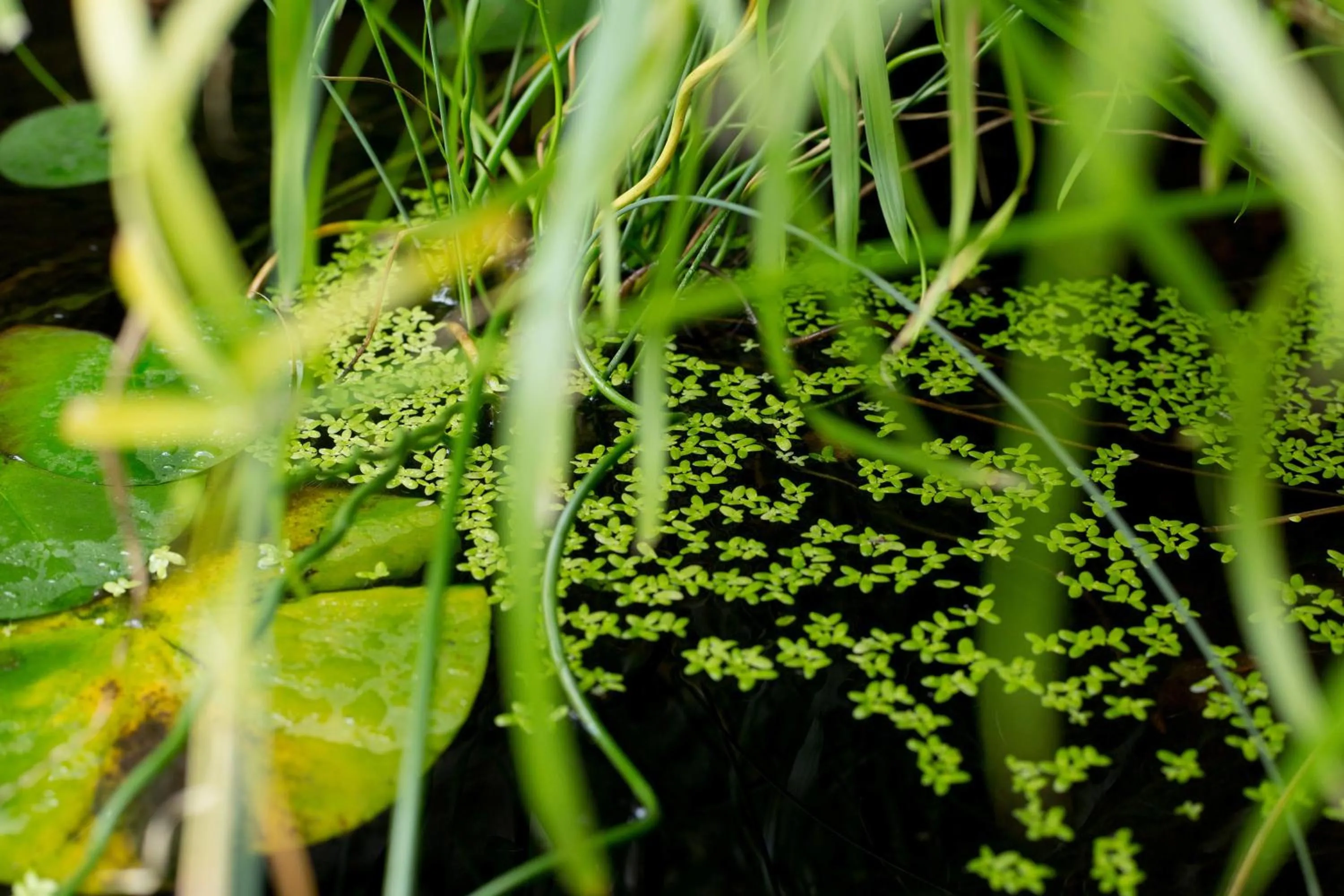 Natural landscape in MAISON KERVARREC - Rennes - Saint-Grégoire