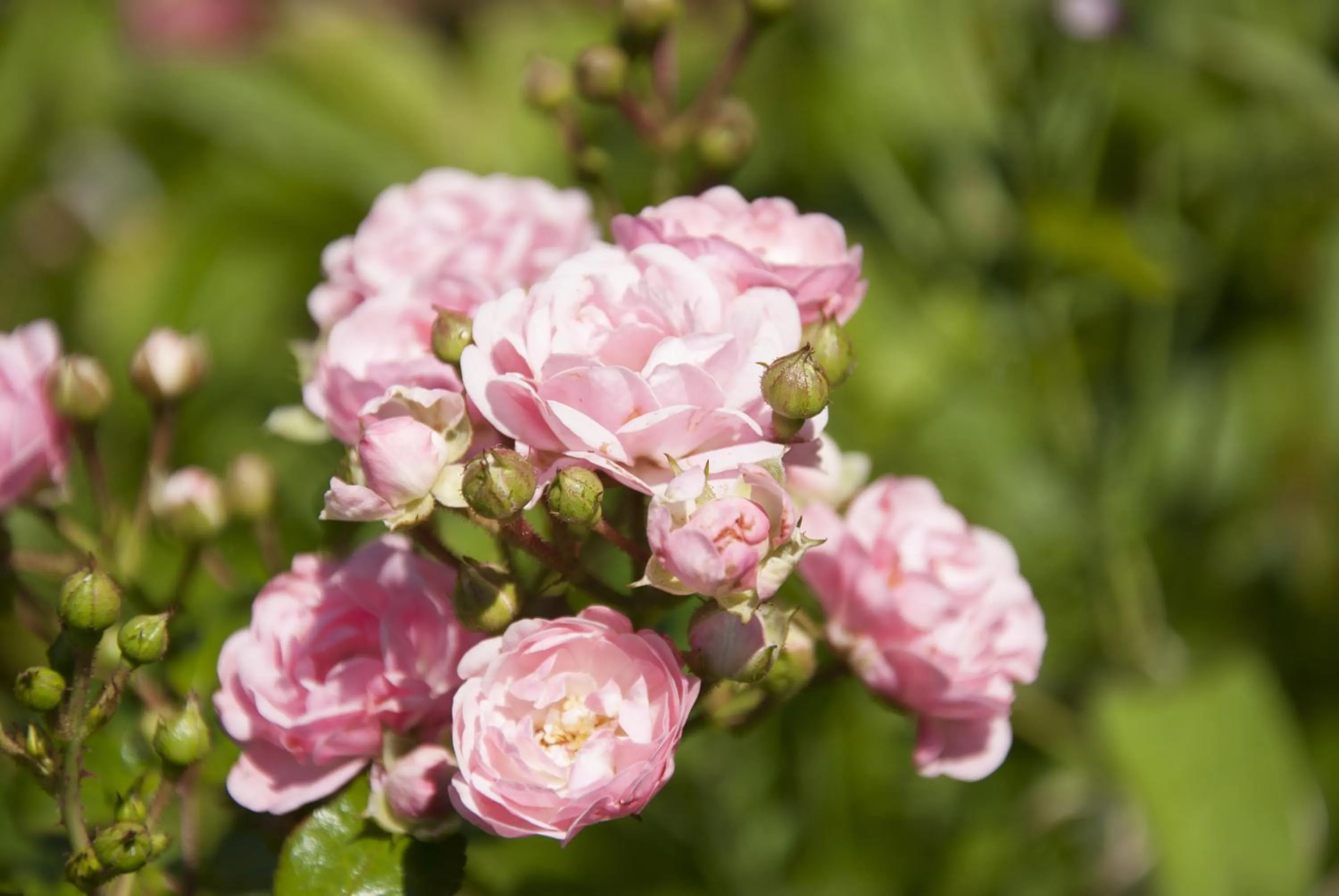 Natural landscape in MAISON KERVARREC - Rennes - Saint-Grégoire