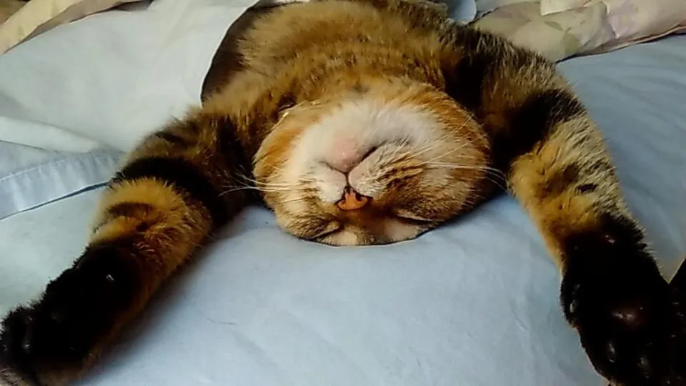 Animals in GUEST HOUSE SaKURa