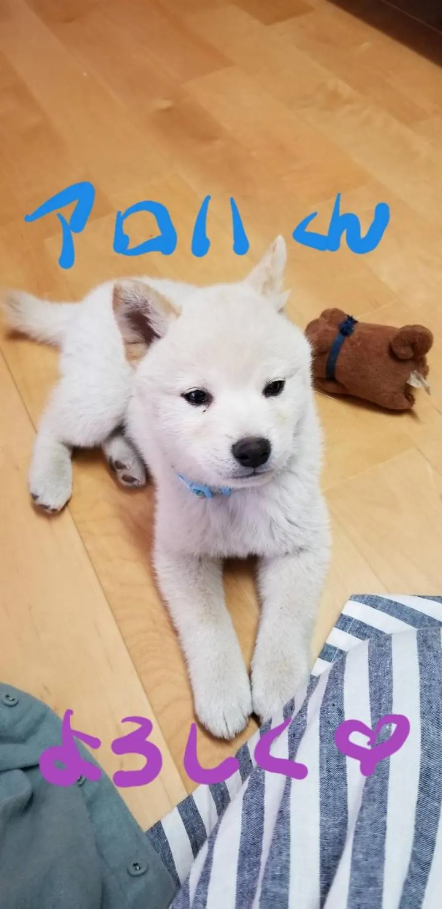 Yakushima Pension Luana House