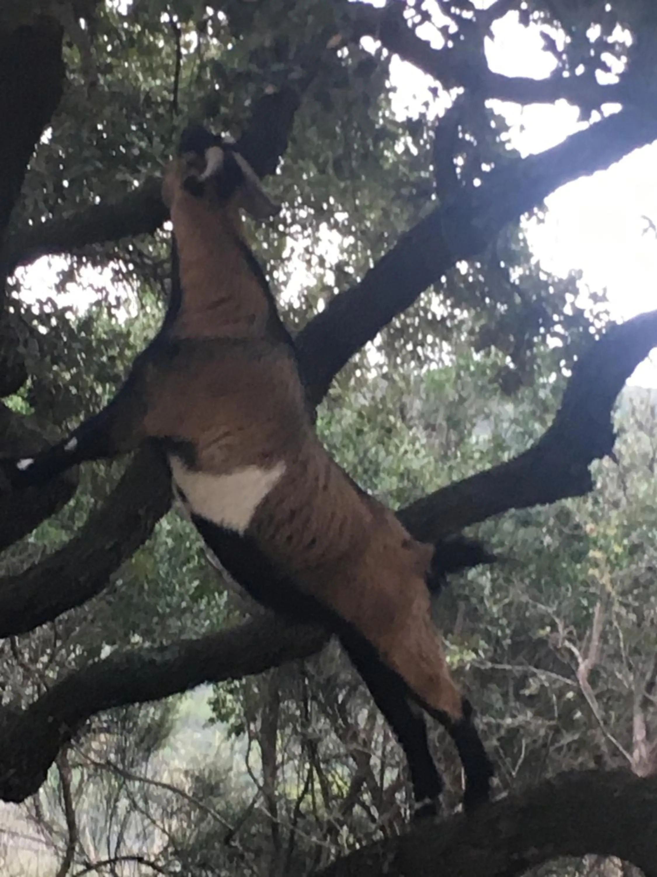 Les insolites de Taracopala