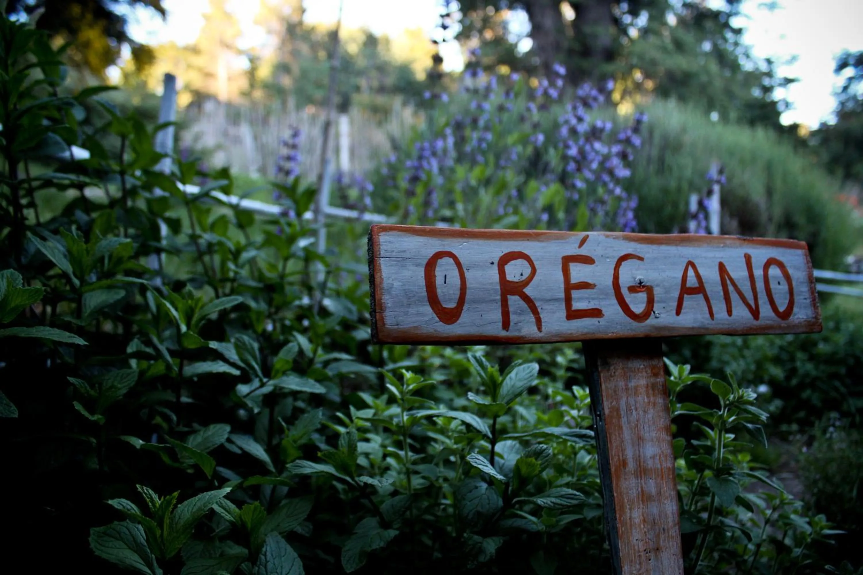 Restaurant/places to eat in Los Juncos Patagonian Lake House