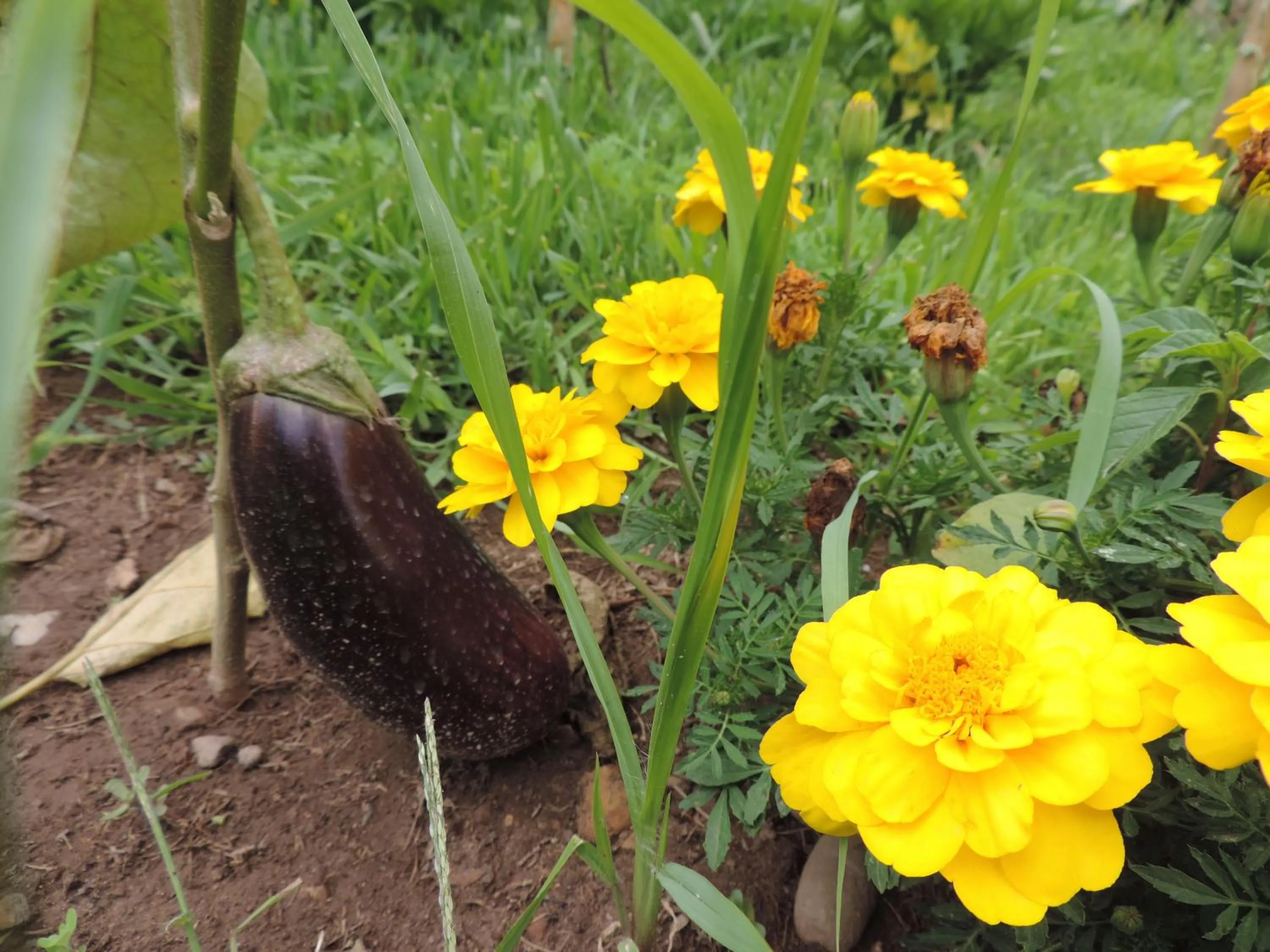 Other in Chez Papy et Mamy