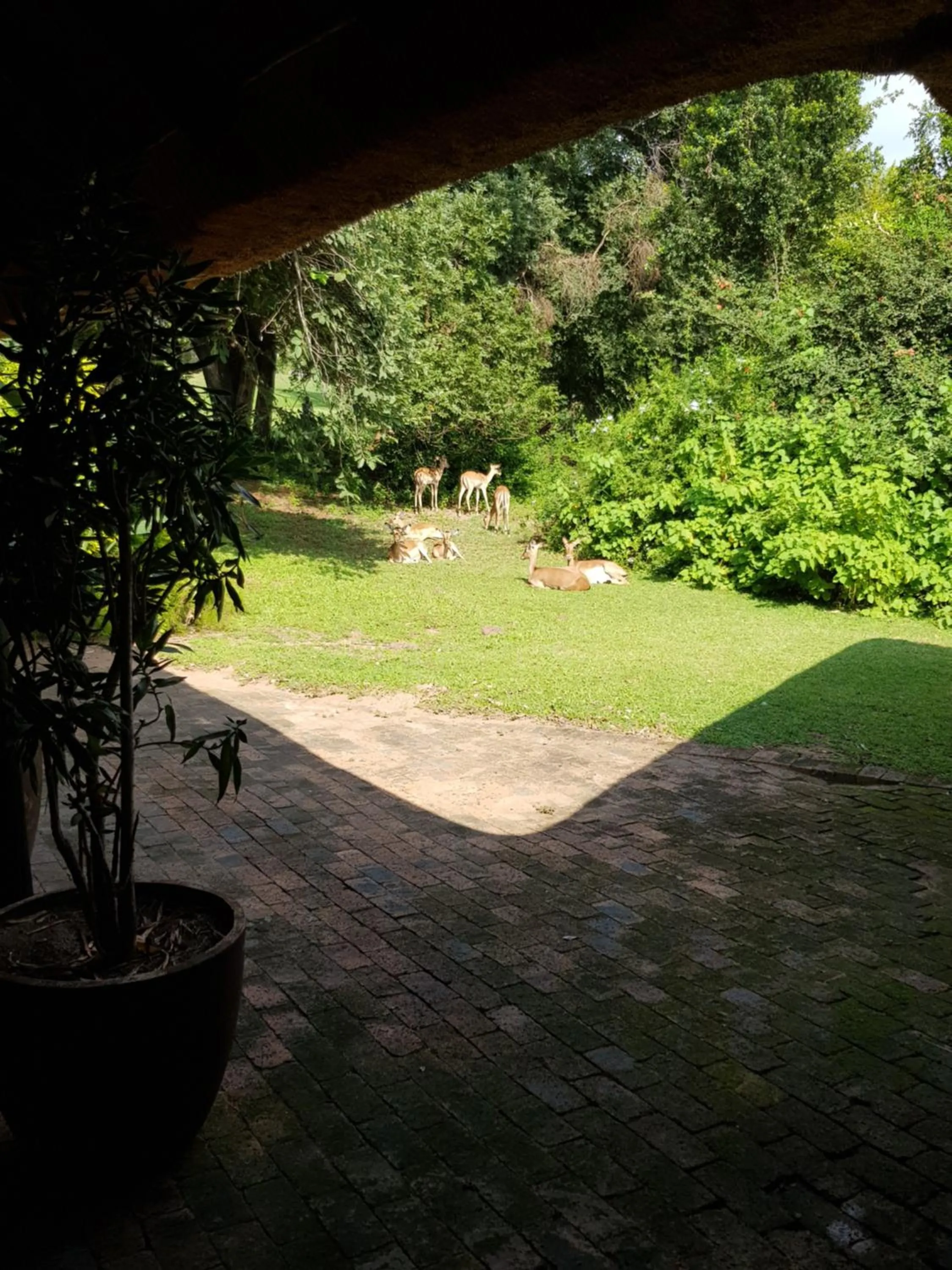 Animals in Kruger Park Lodge Unit No. 277