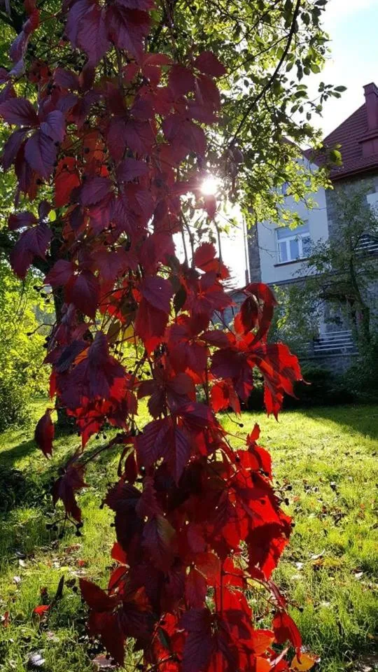 Garden in Willa Granit