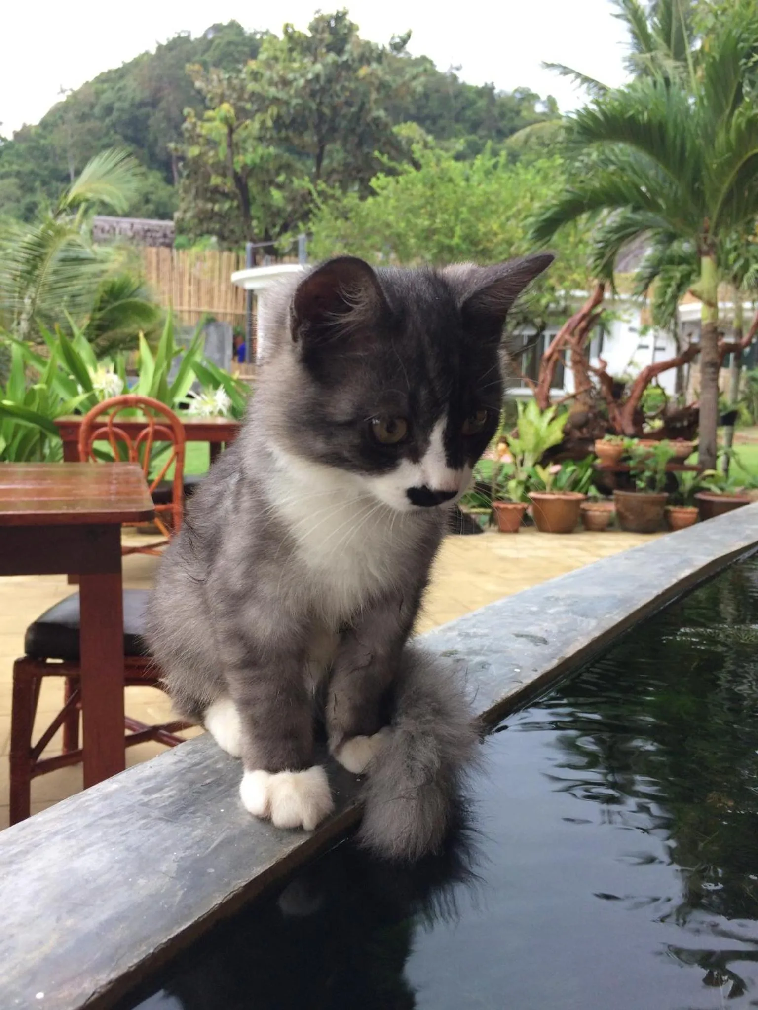 Pets in Yao Yai Beach Resort