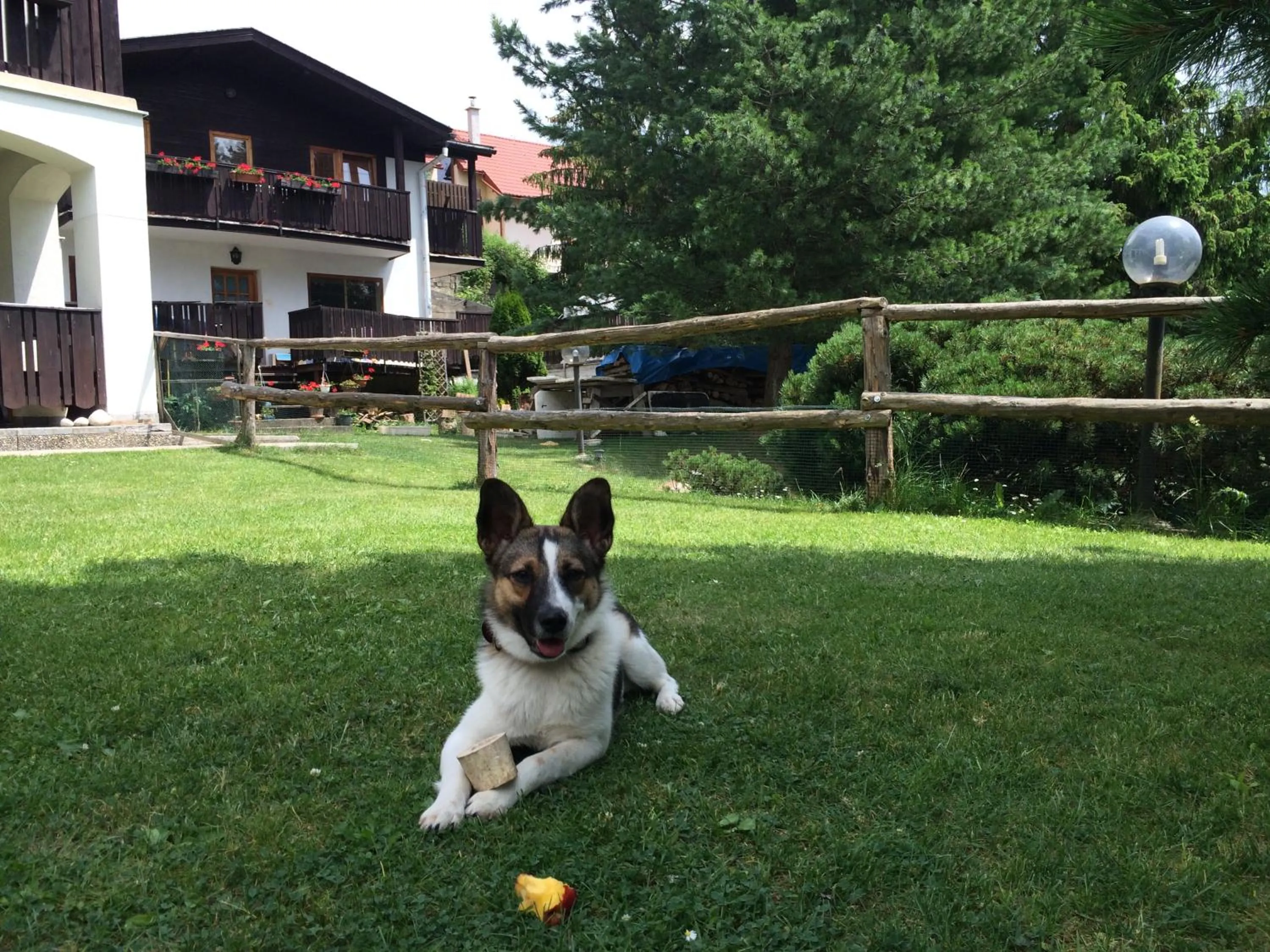 Pets in Penzion Pažický