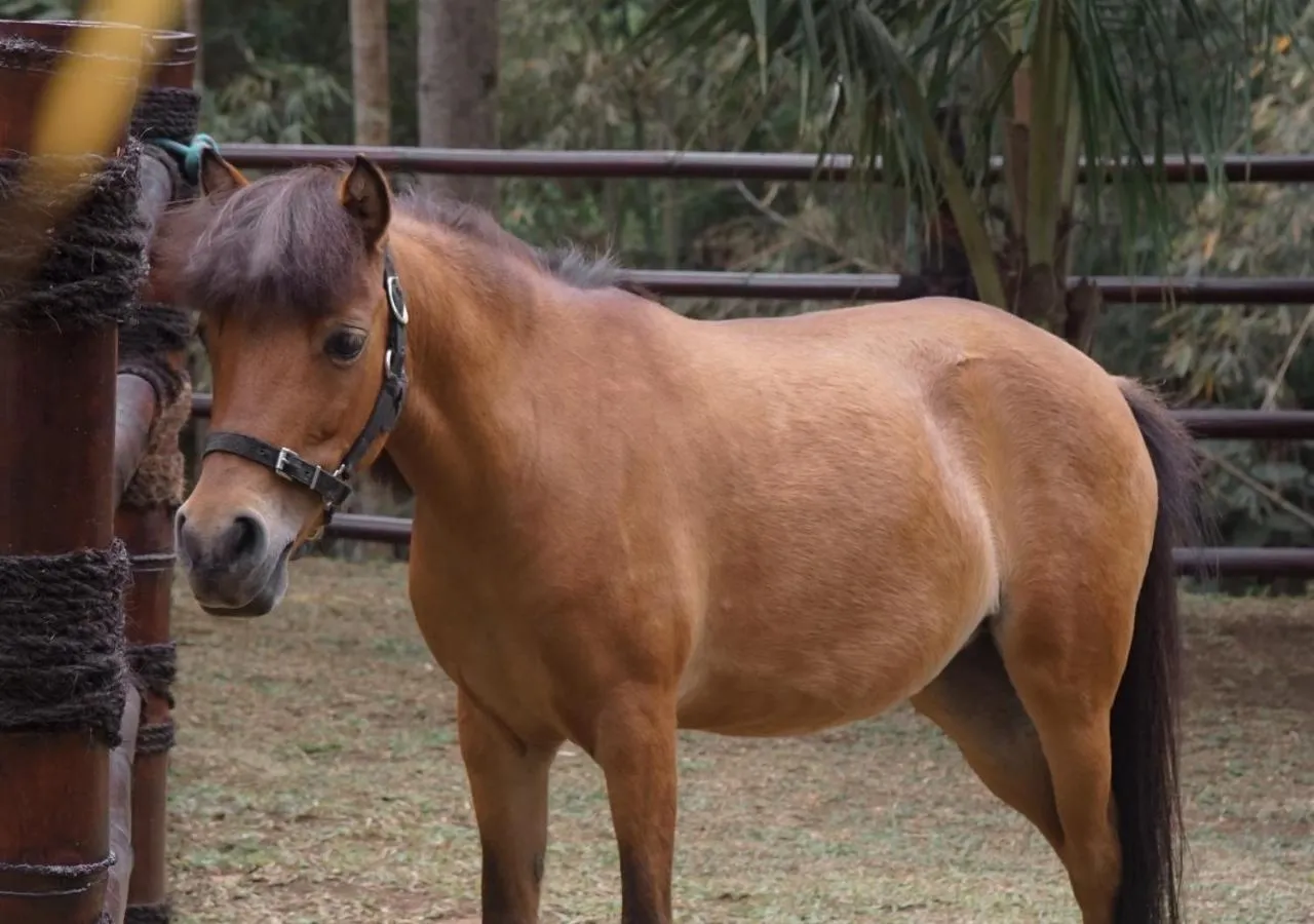 Horse-riding in Shanaya Resort Malang
