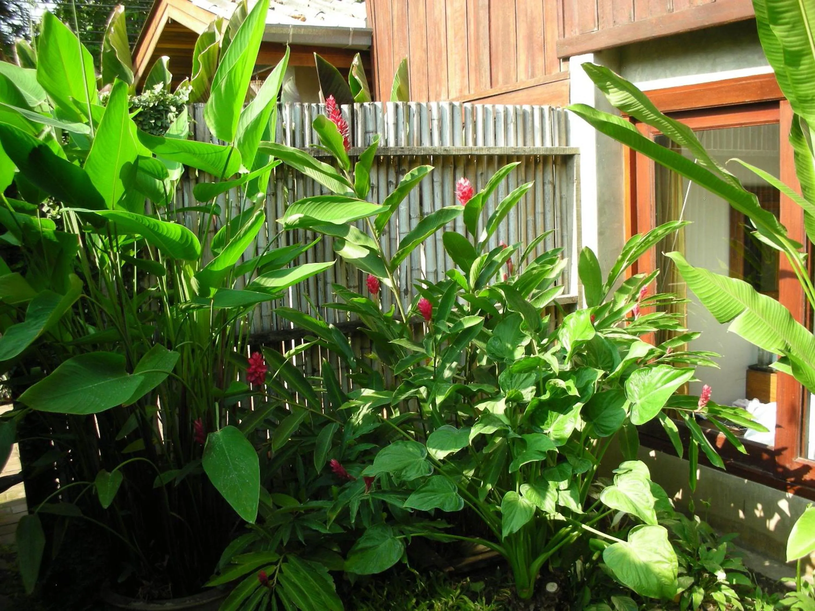 Garden in Chiang Maan Residence
