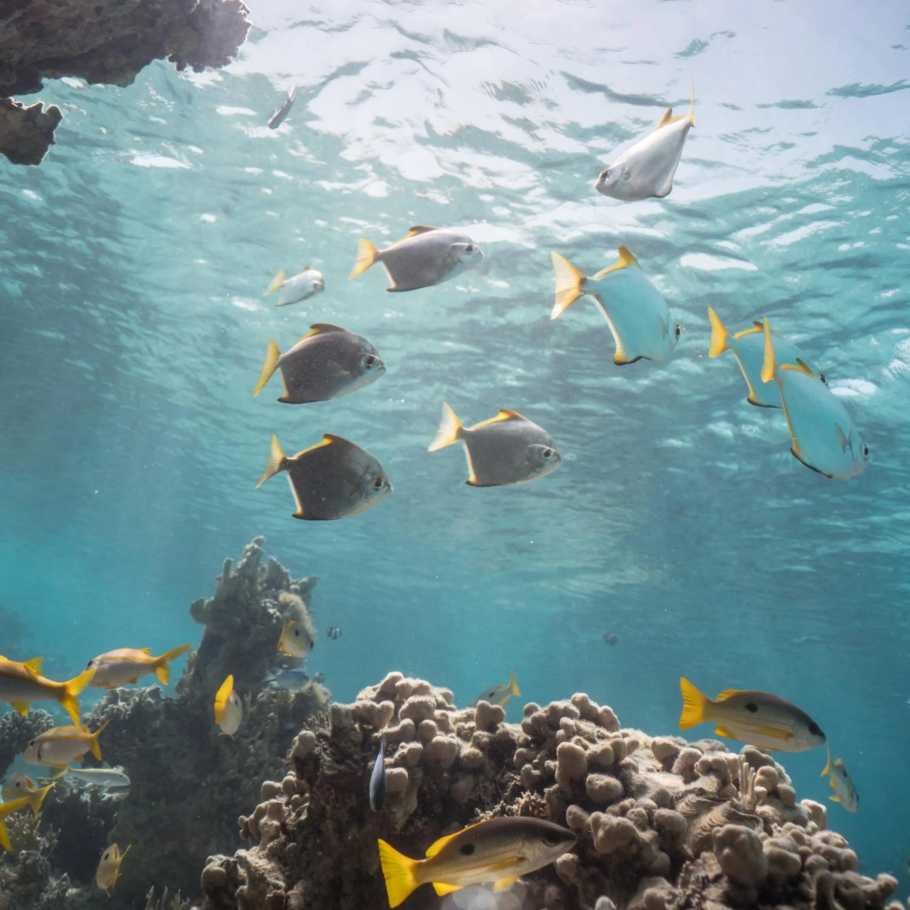 Snorkeling, Other Animals in Pickalbatros Sea World Resort - Marsa Alam