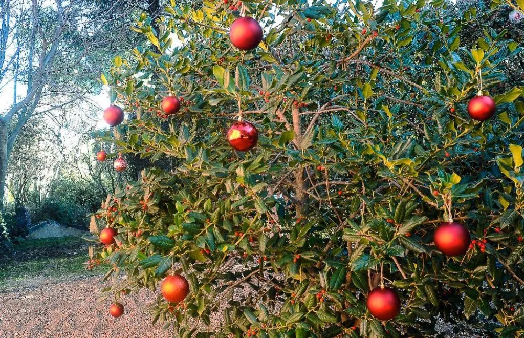 Spring in Hotel Boutique Pinar by Bossh! Hotels