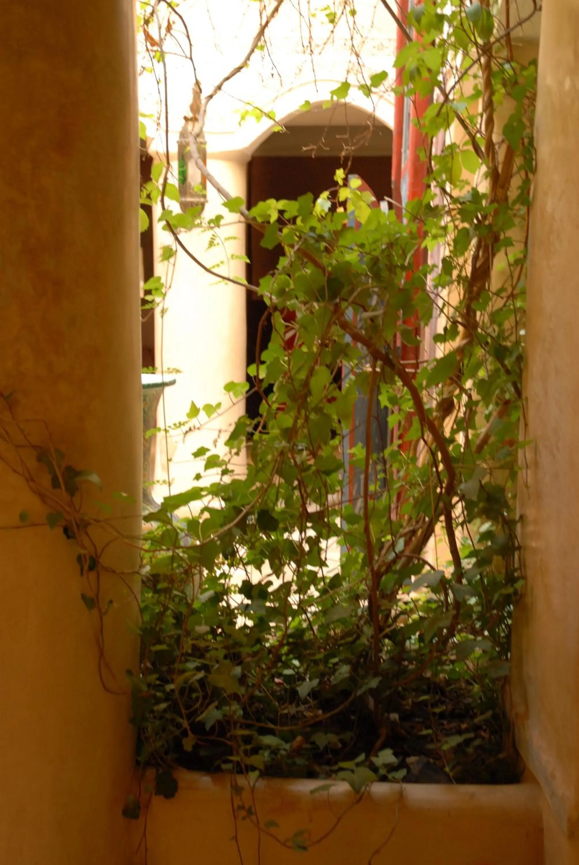 Garden in Riad Lorsya