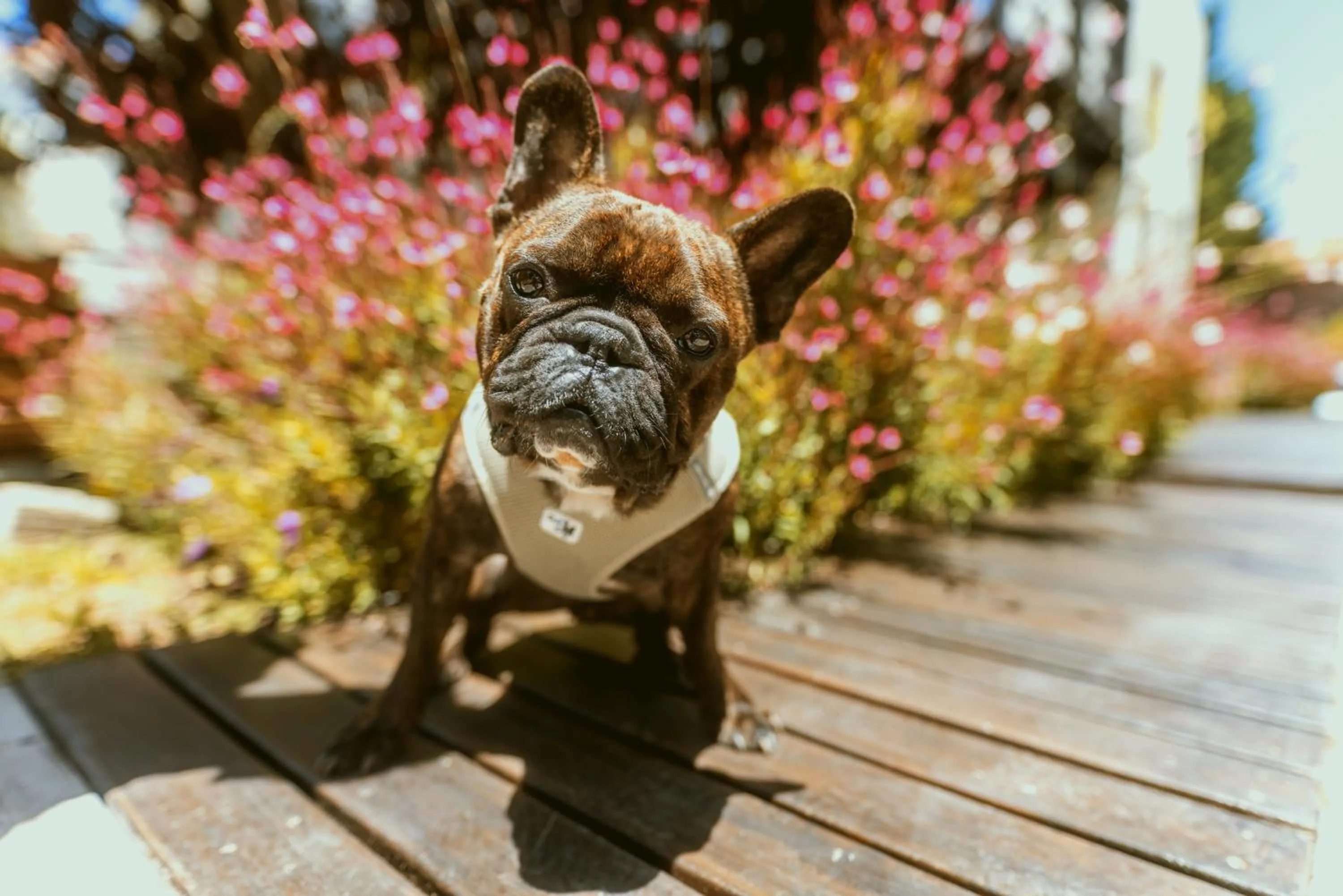 Pets in La Galeria - Hotel Boutique Cariló