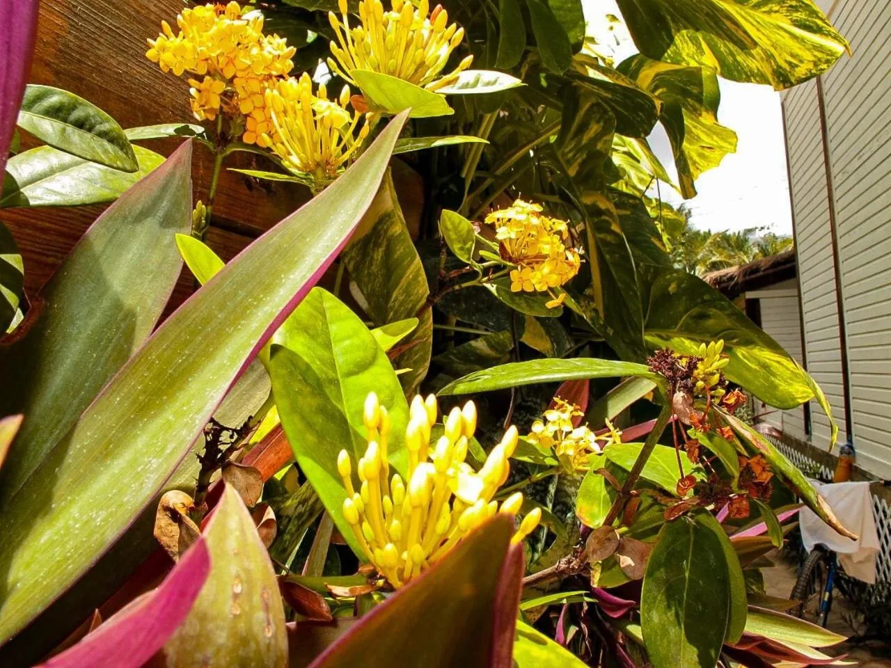 Garden in Alicat Villas