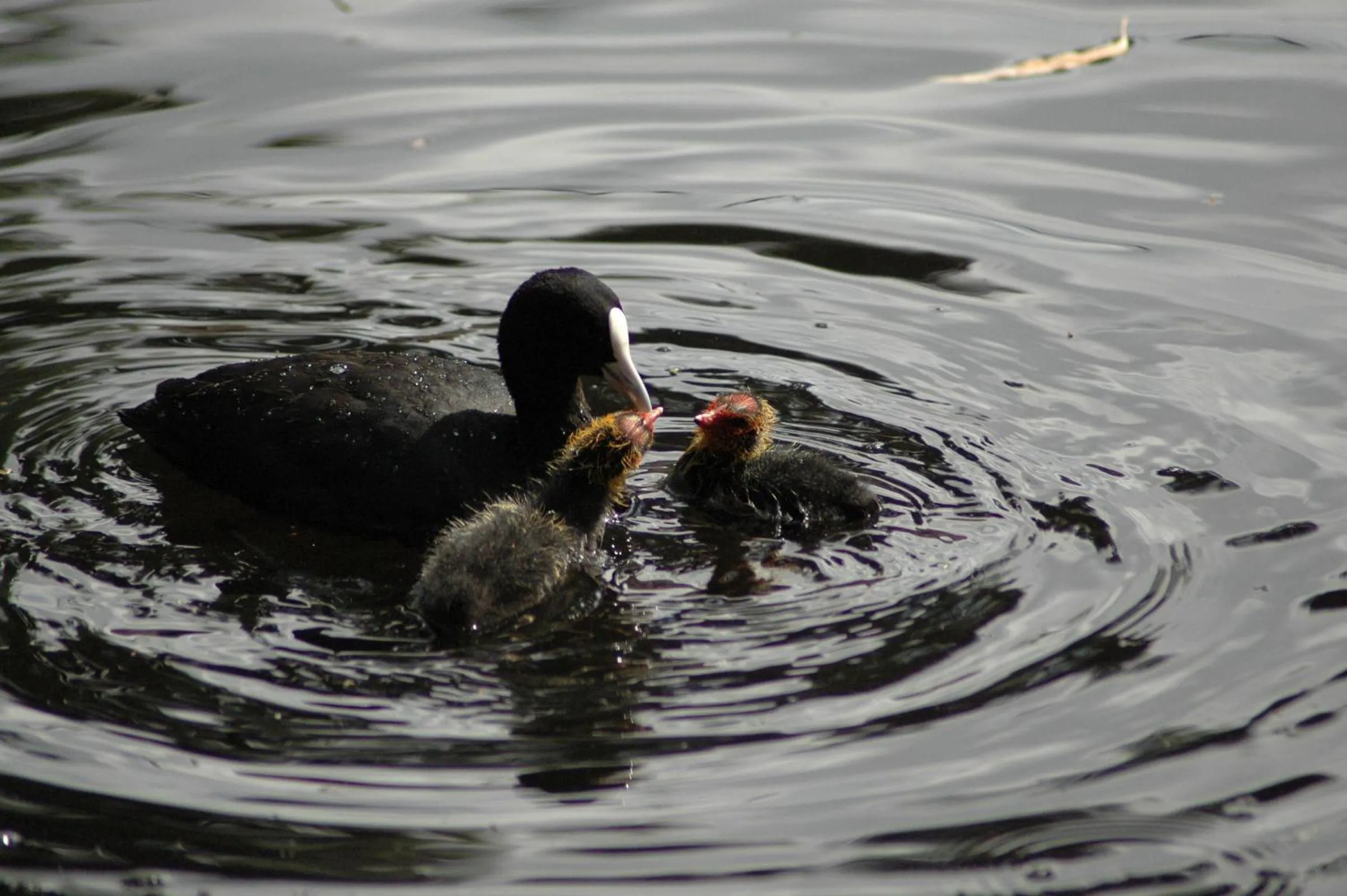 View (from property/room) in Burra Motor Inn