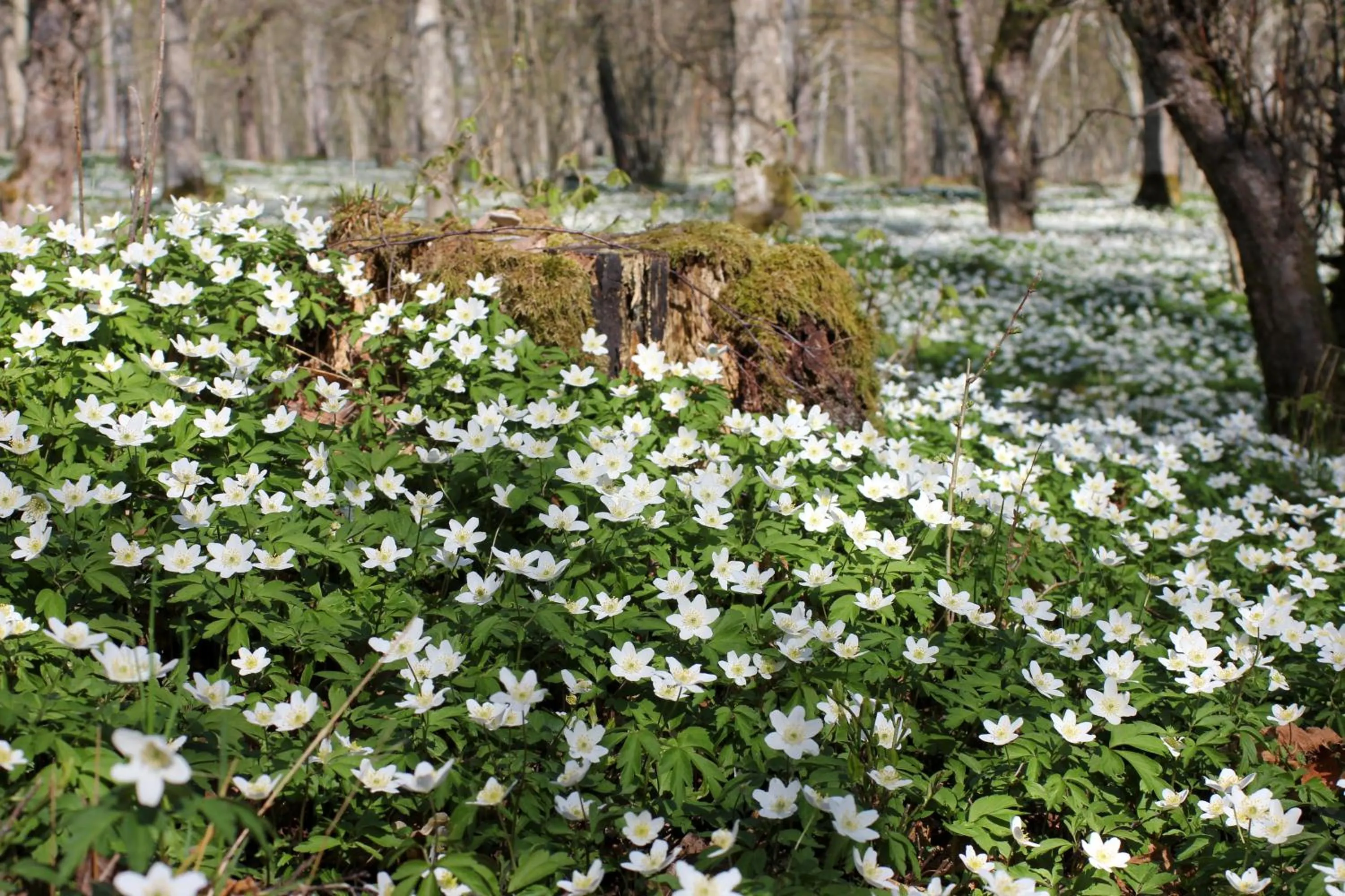 Spring in Lugnåsberget Ekohotell