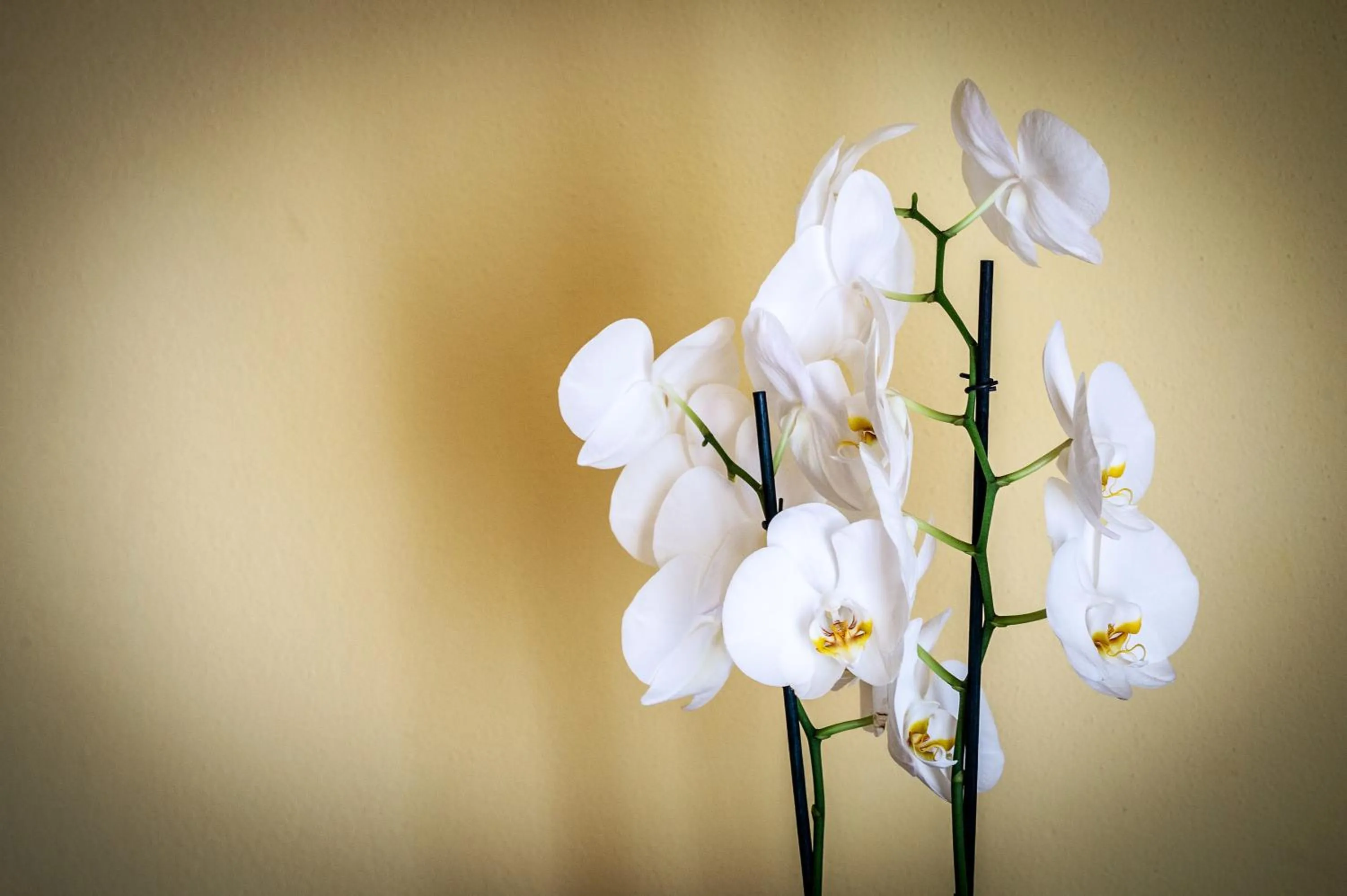 Decorative detail in Hotel Al Poggio Verde