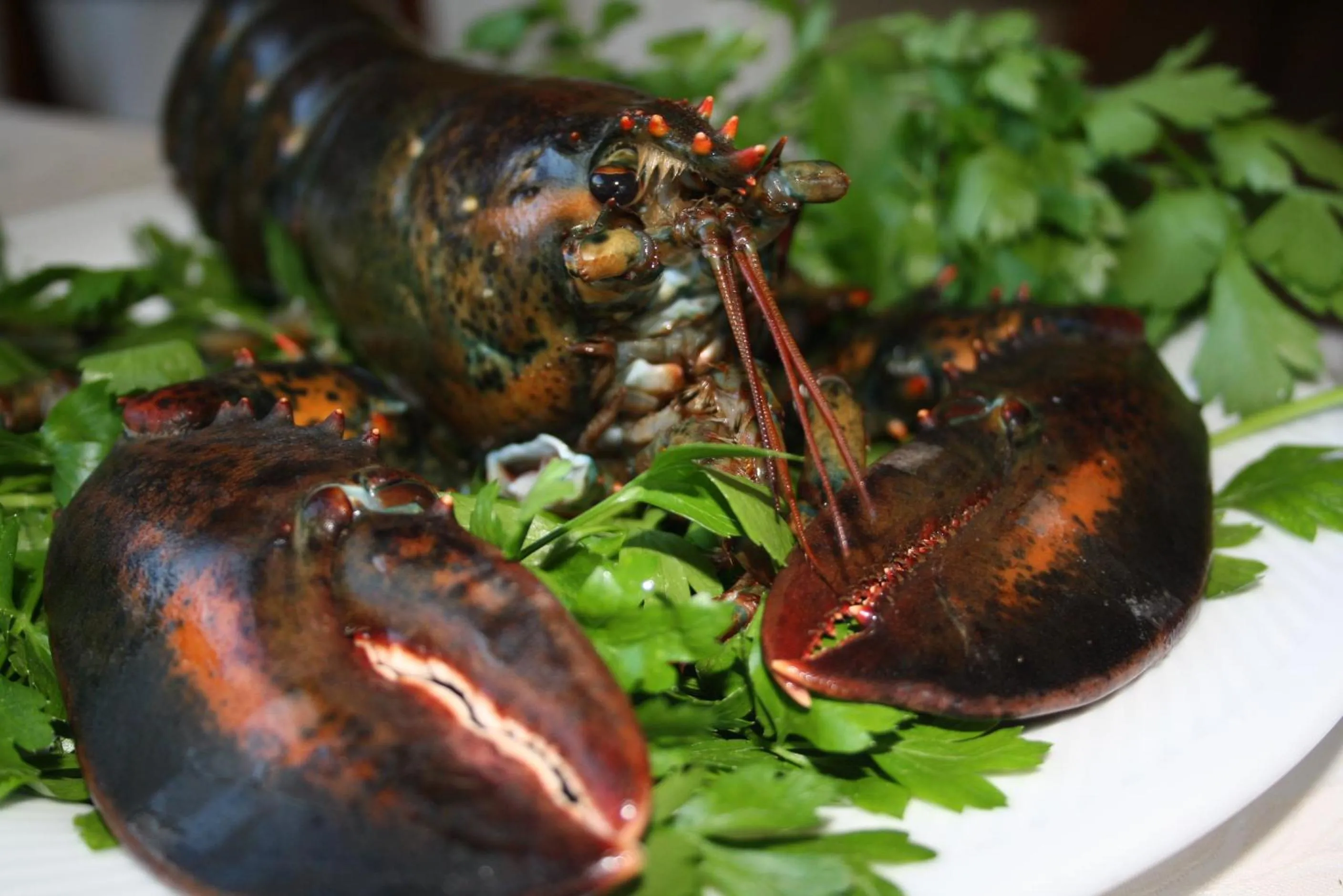 Food close-up in Hotel Al Poggio Verde