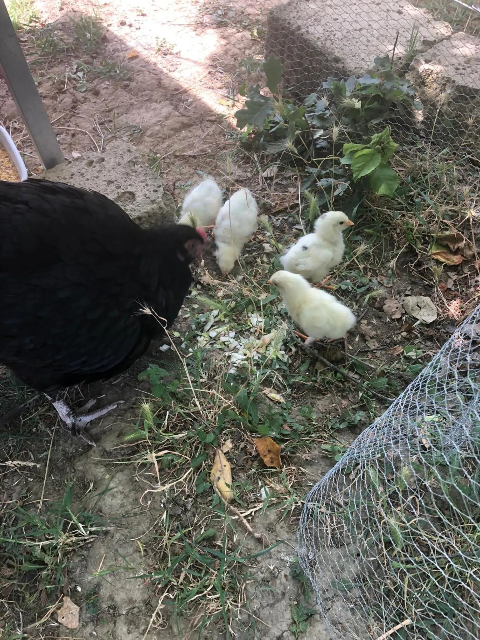 Pets in Al Giardino Degli Etruschi