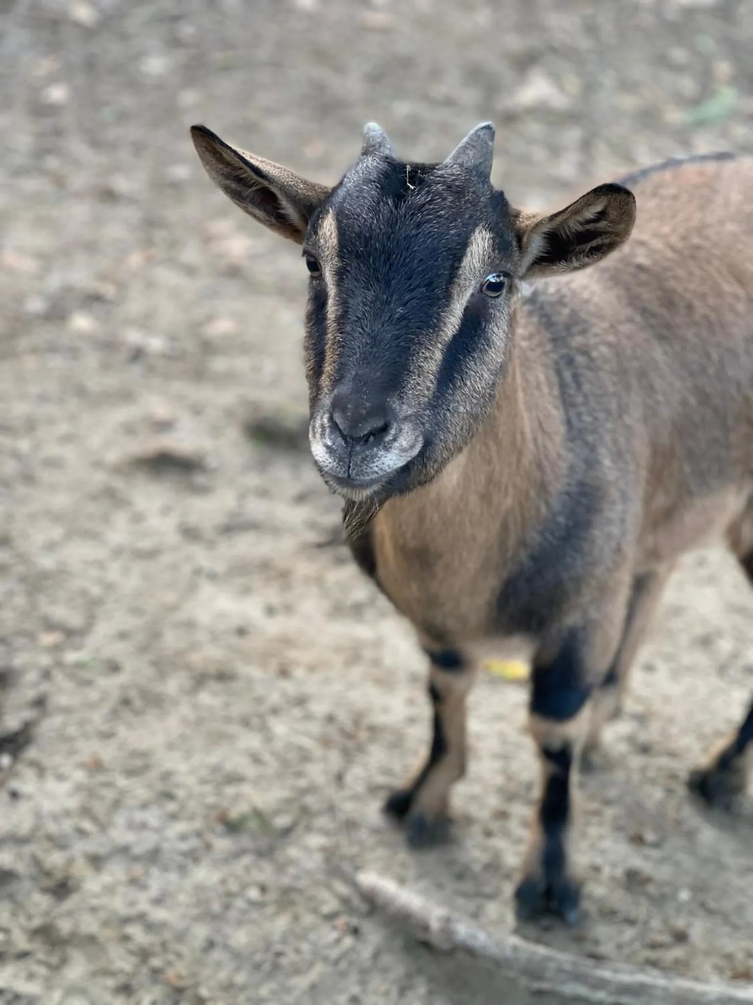 Animals in Al Giardino Degli Etruschi