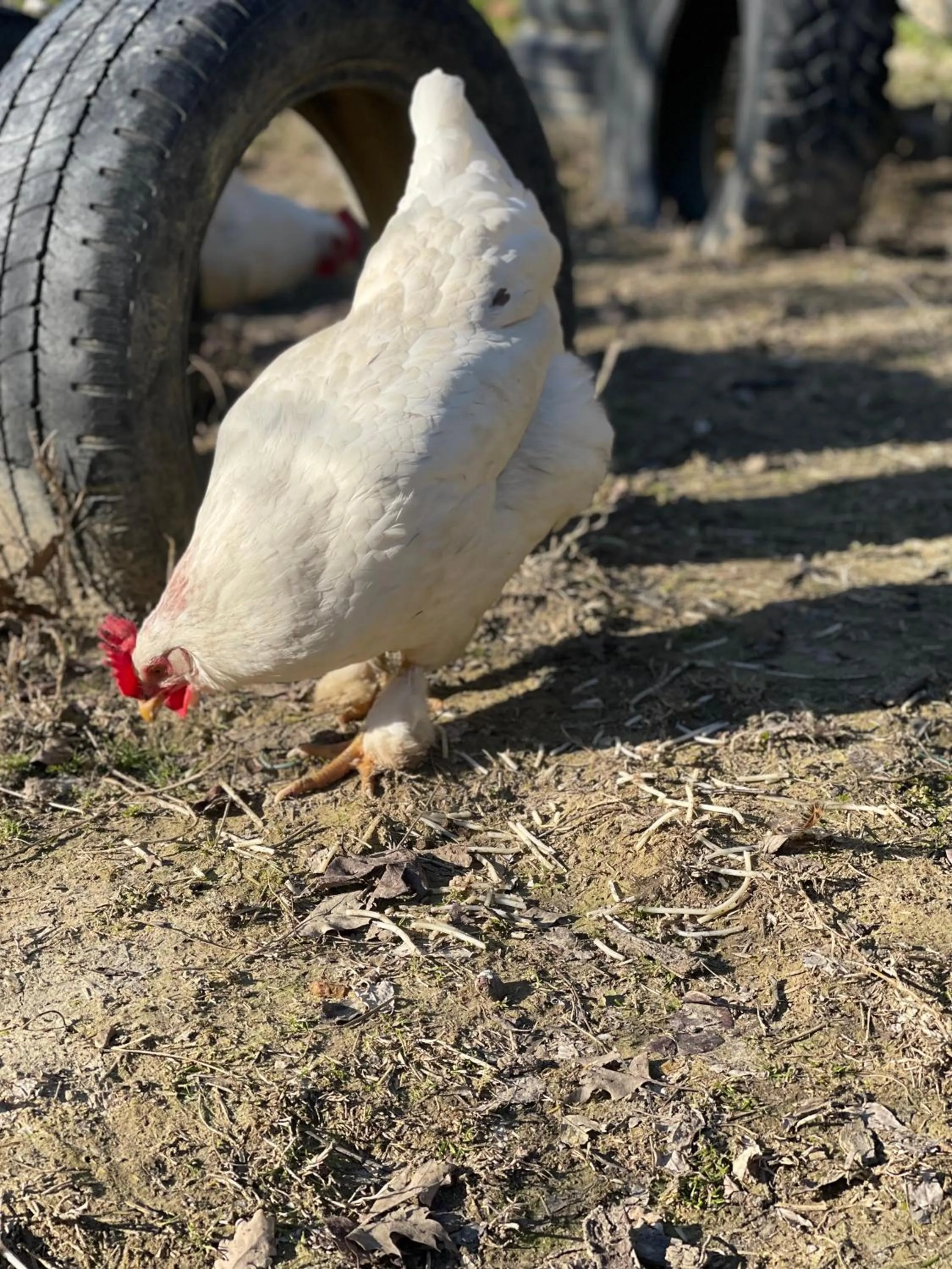 Pets in Al Giardino Degli Etruschi
