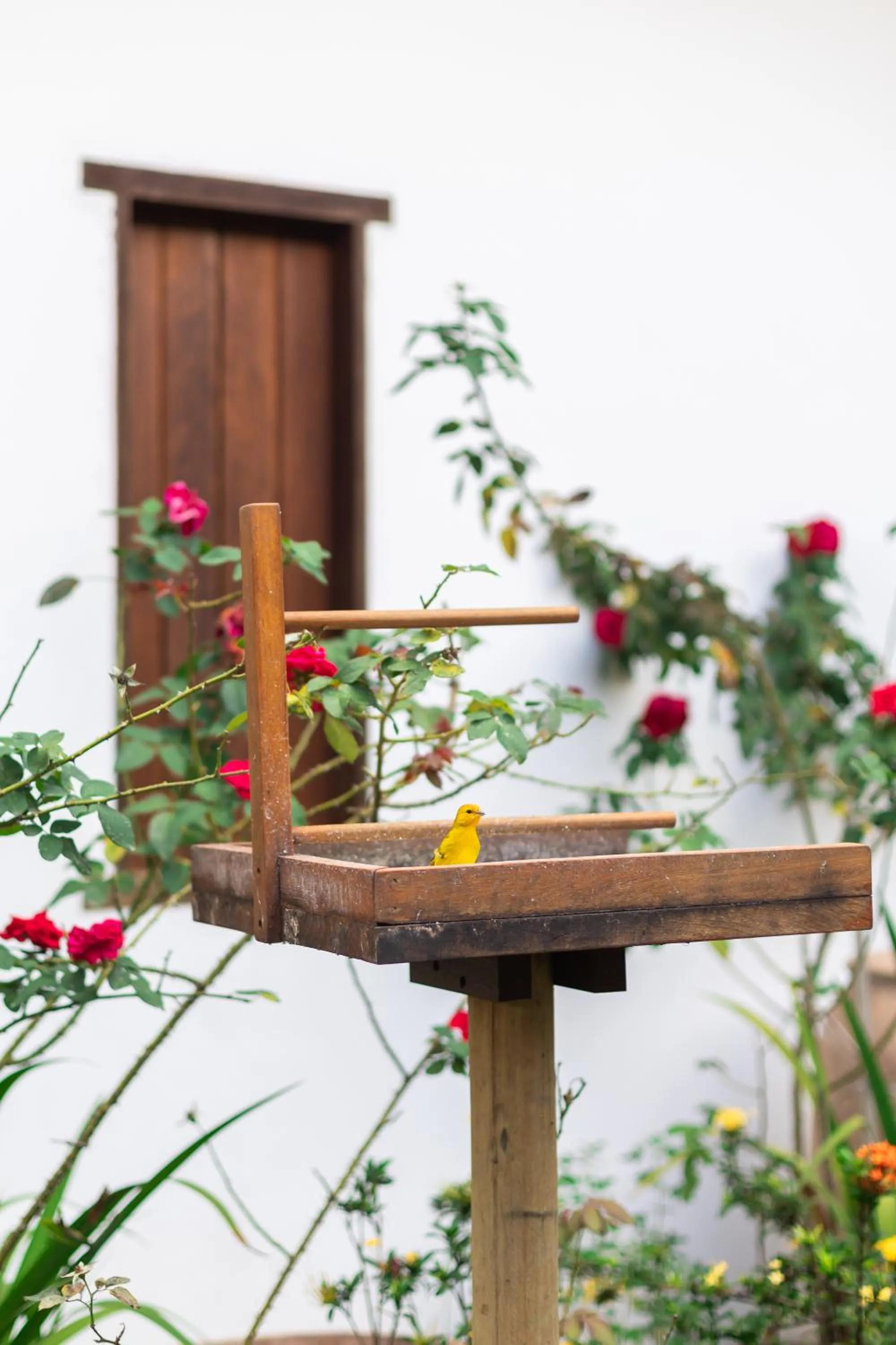 Garden in Pousada Vila do Beco