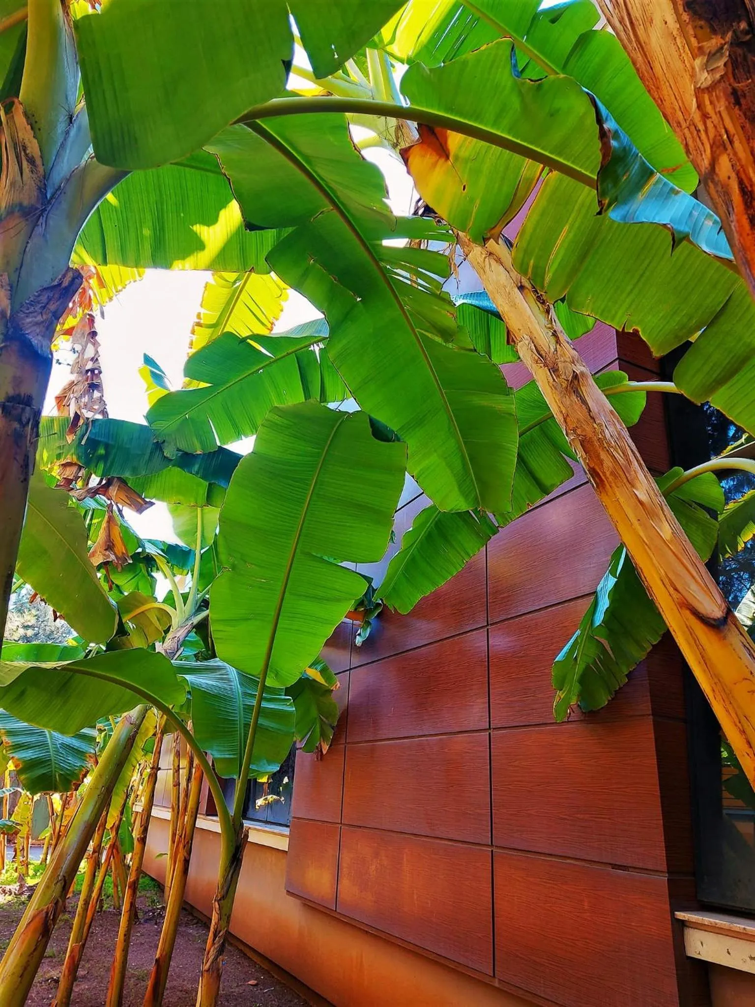 Garden in Çetinel Otel