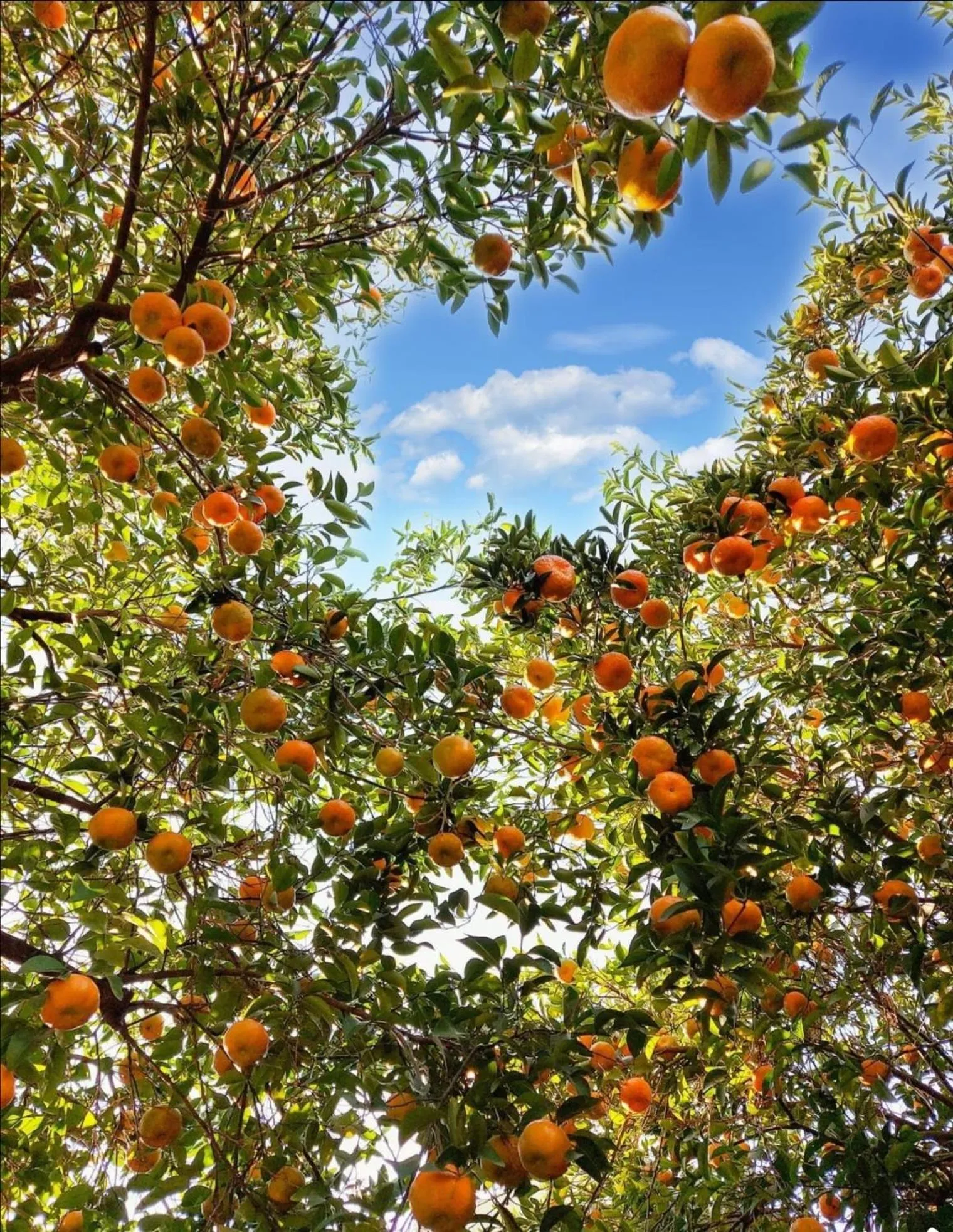 Natural landscape in Çetinel Otel