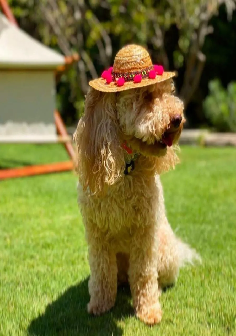Pets in Çetinel Otel