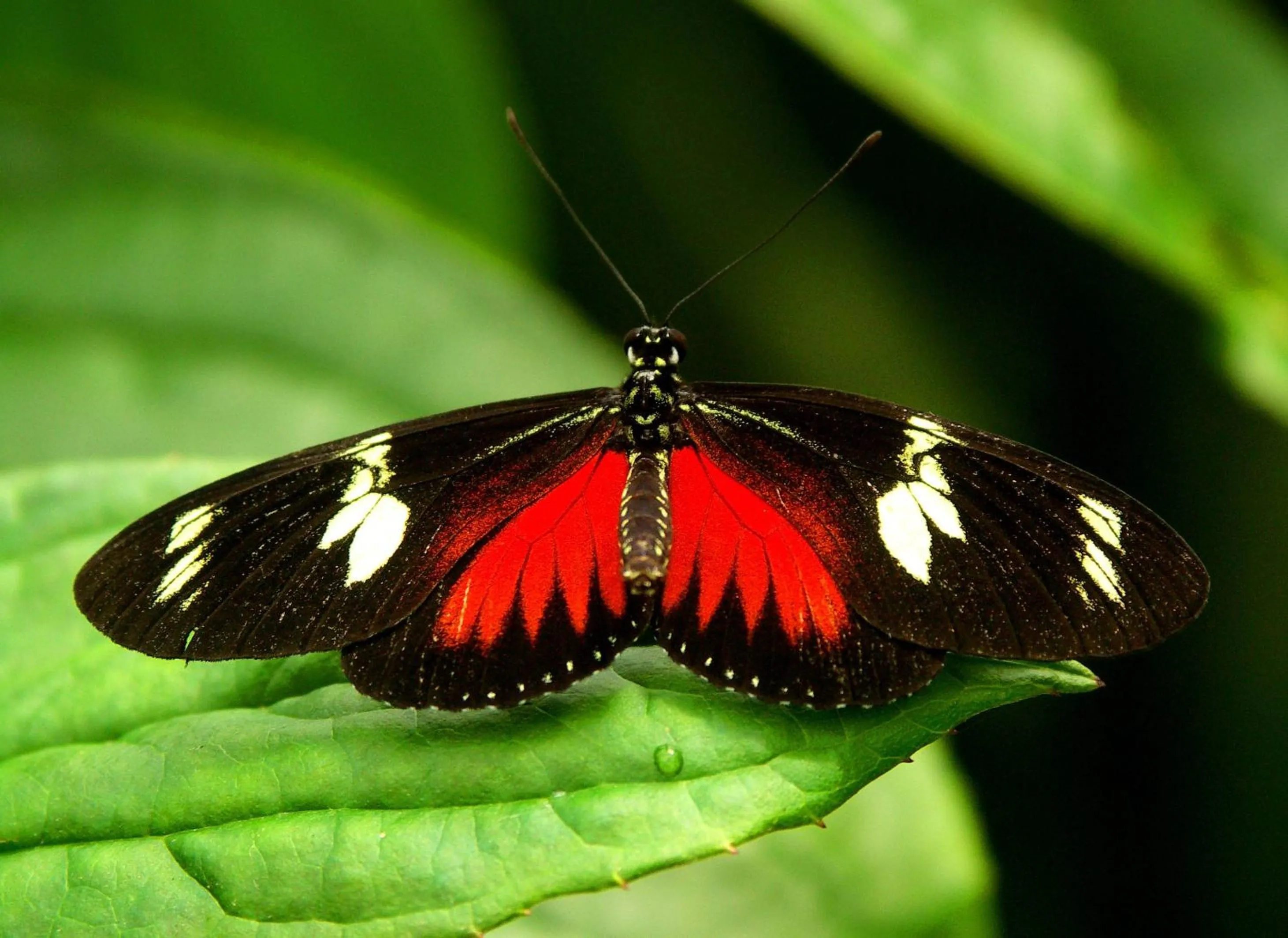 Area and facilities in Hotel Mango Valley