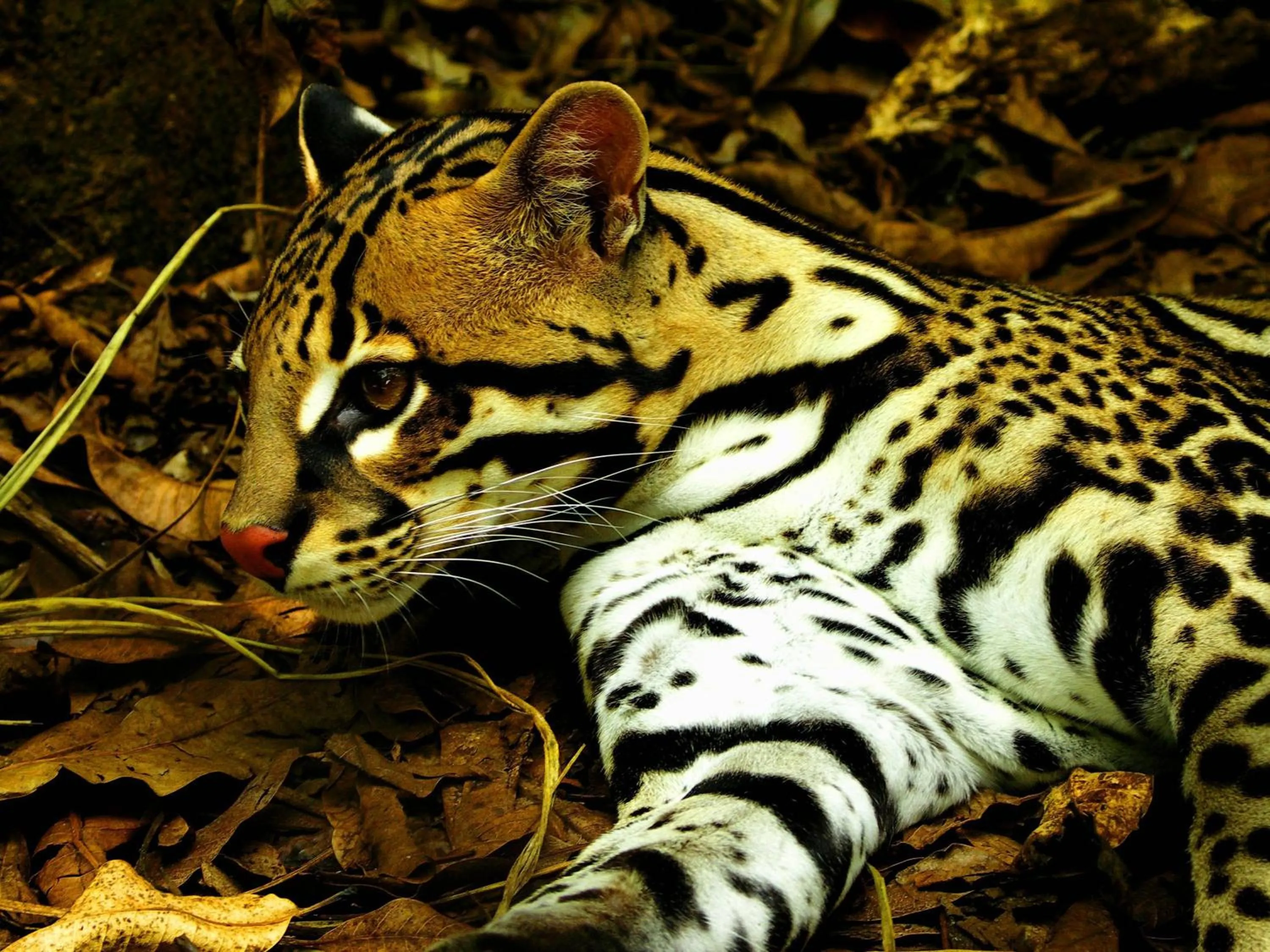 Area and facilities in Hotel Mango Valley