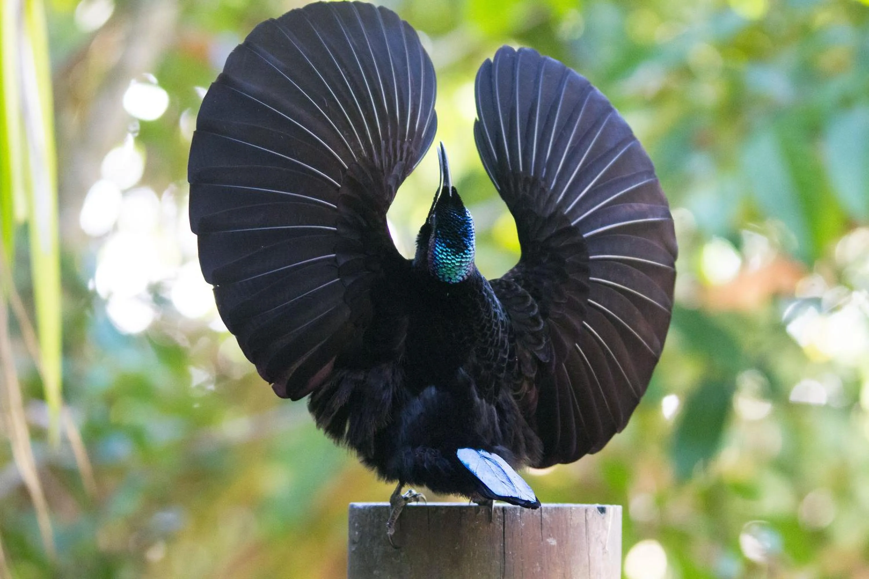 Animals in Crater Lakes Rainforest Cottages