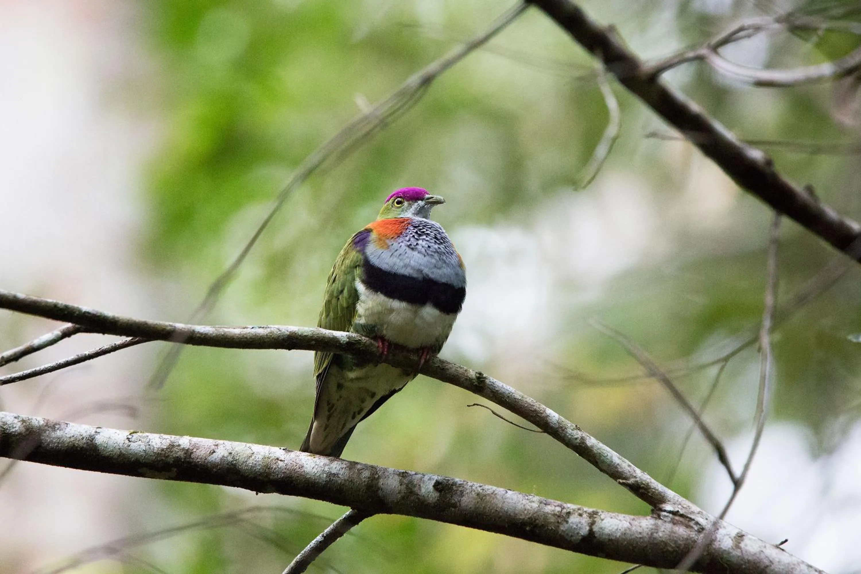 Animals in Crater Lakes Rainforest Cottages