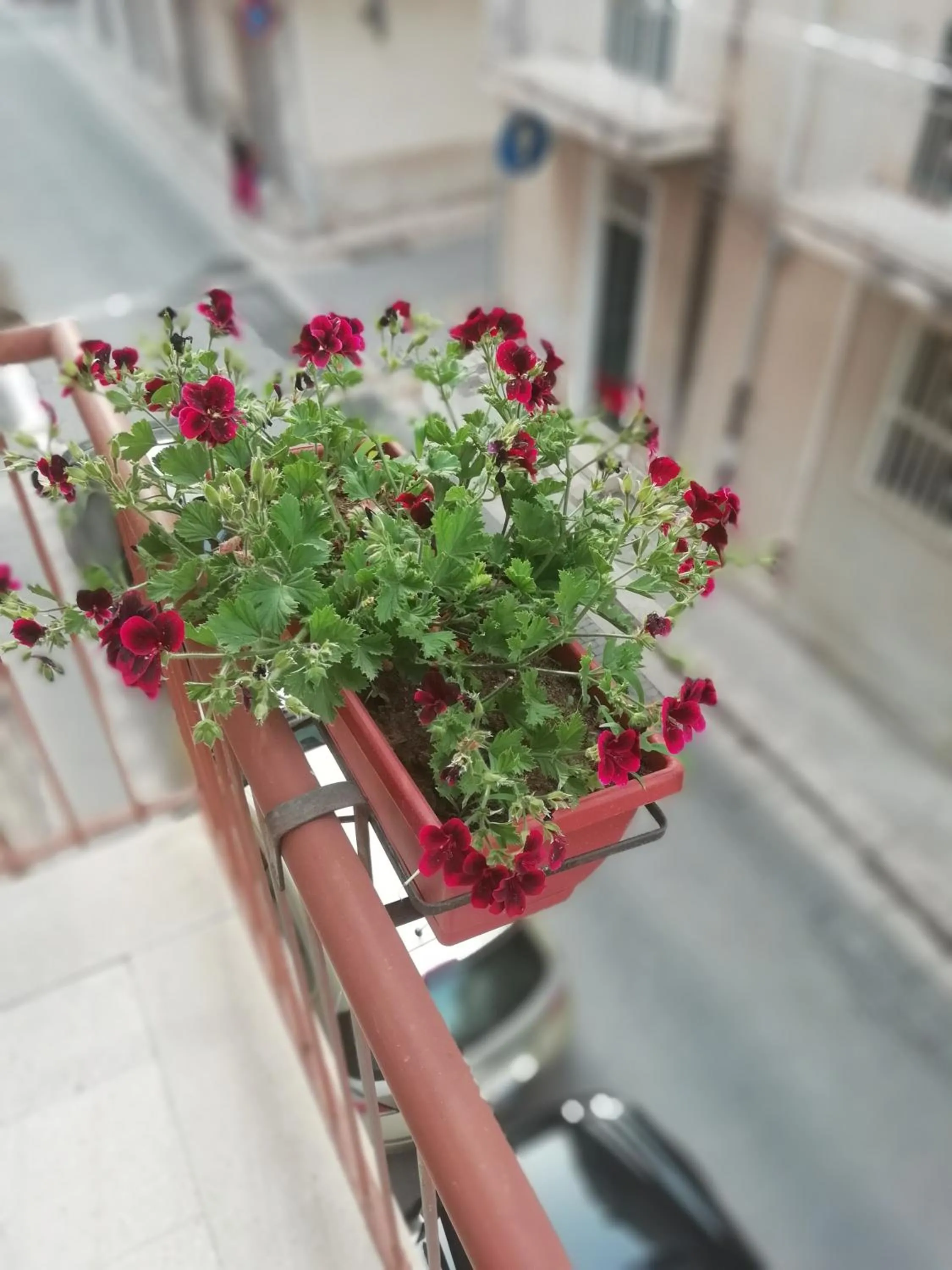 Balcony/Terrace in Il gelsomino