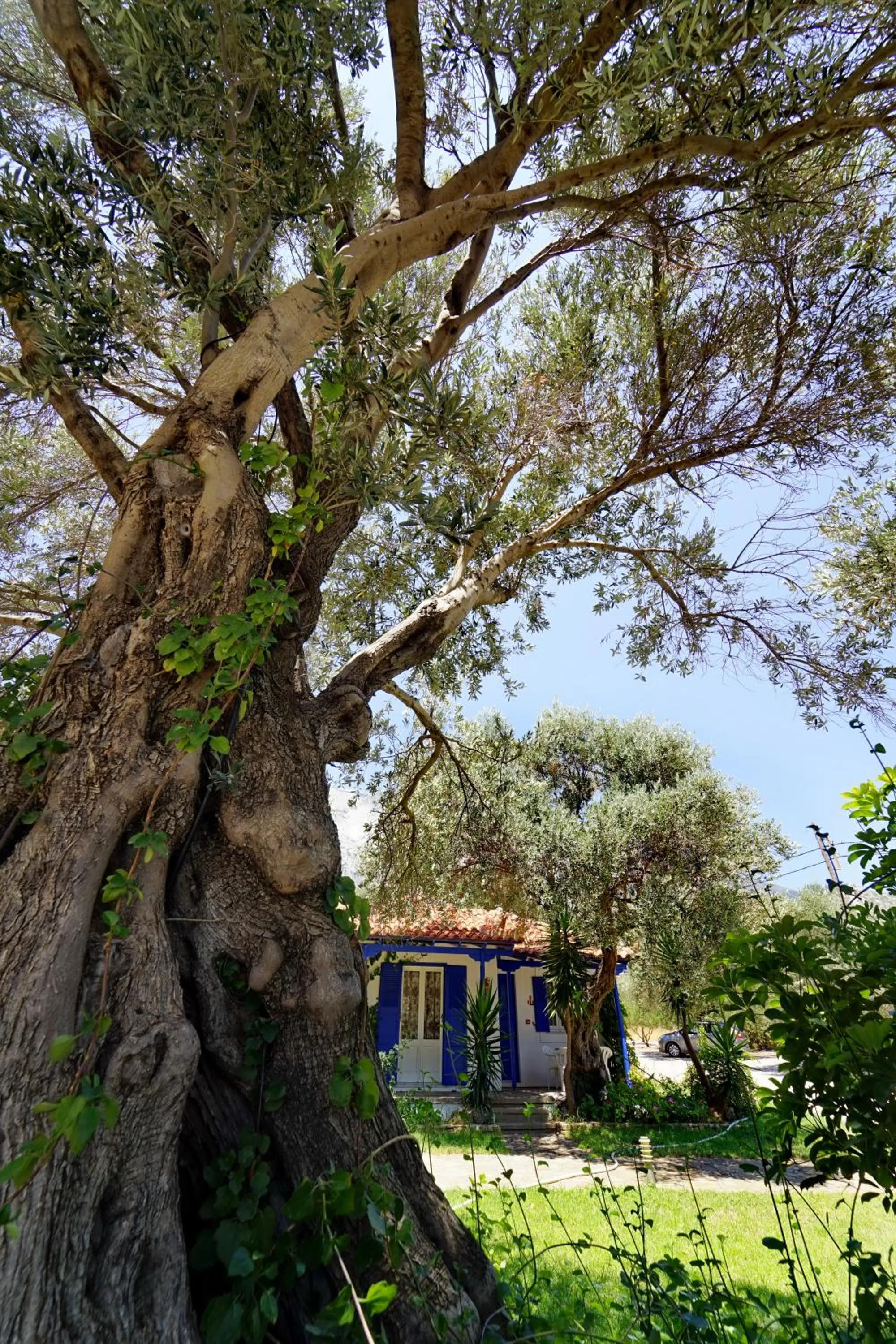 Garden in White Rock Apartments