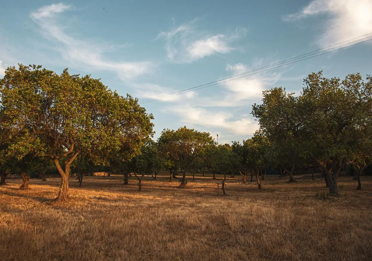 Natural landscape in Poggio degli Ulivi